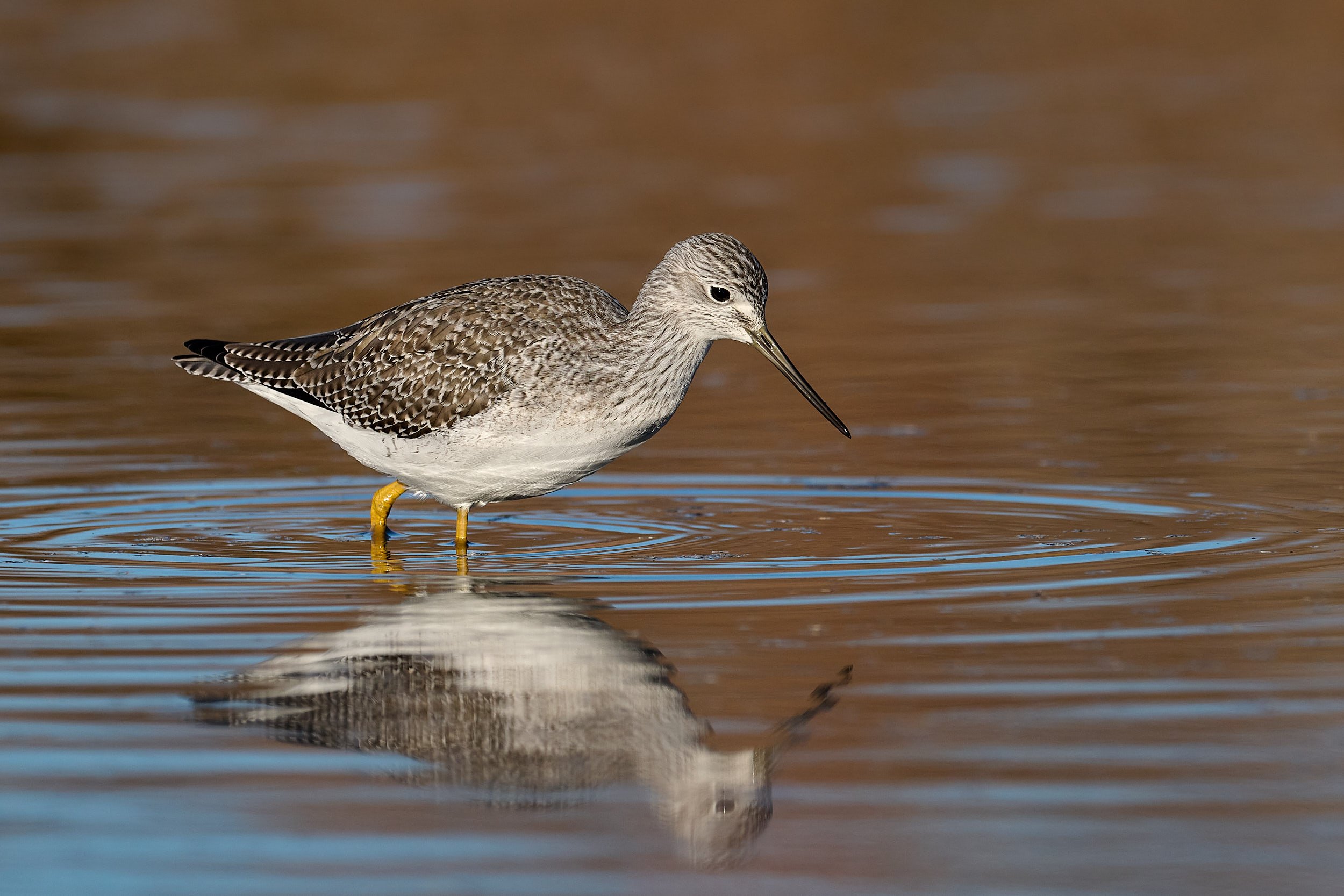 Lesser Yellowlegs