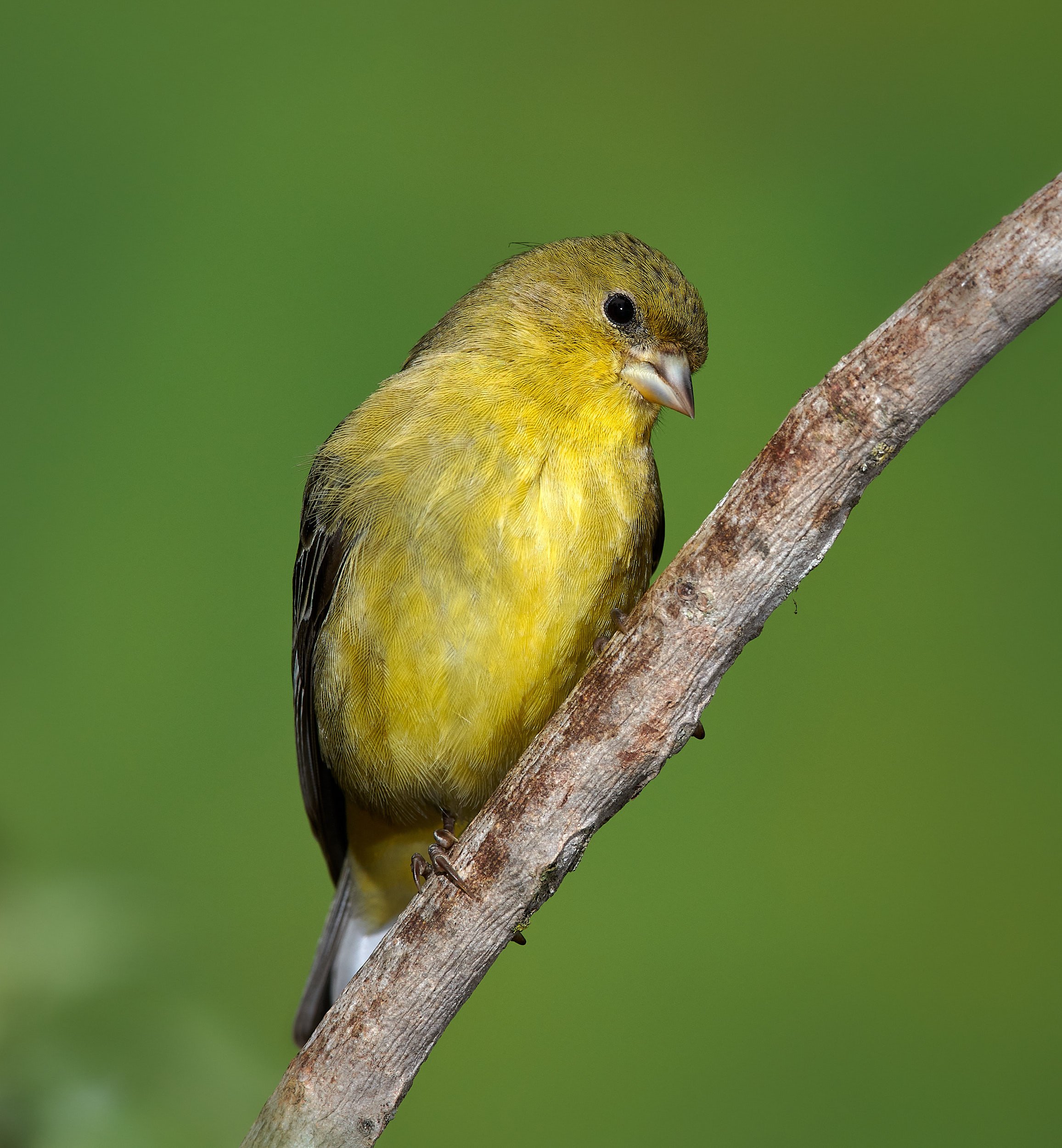 Lesser Goldfinch