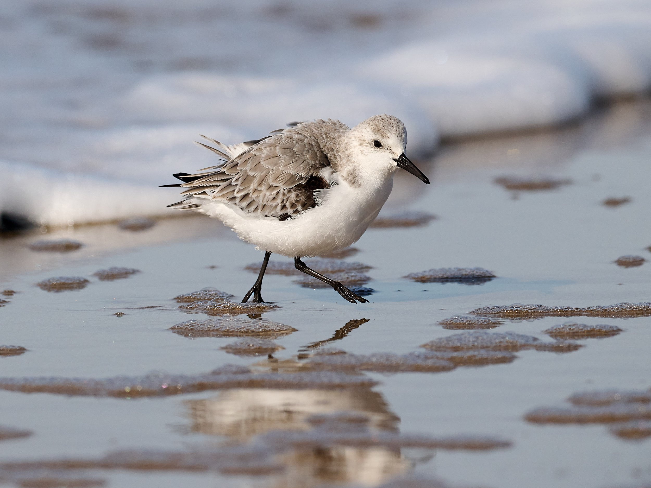 Sanderling