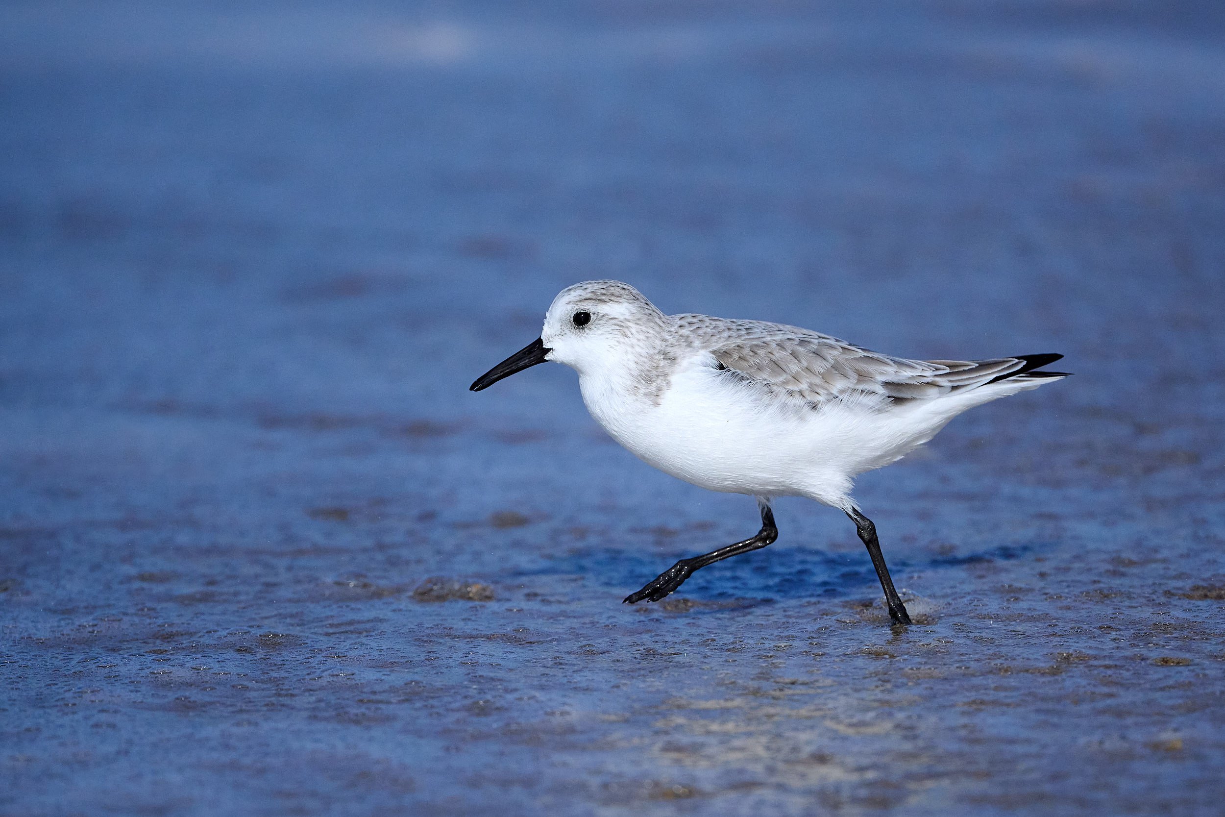 Sanderling