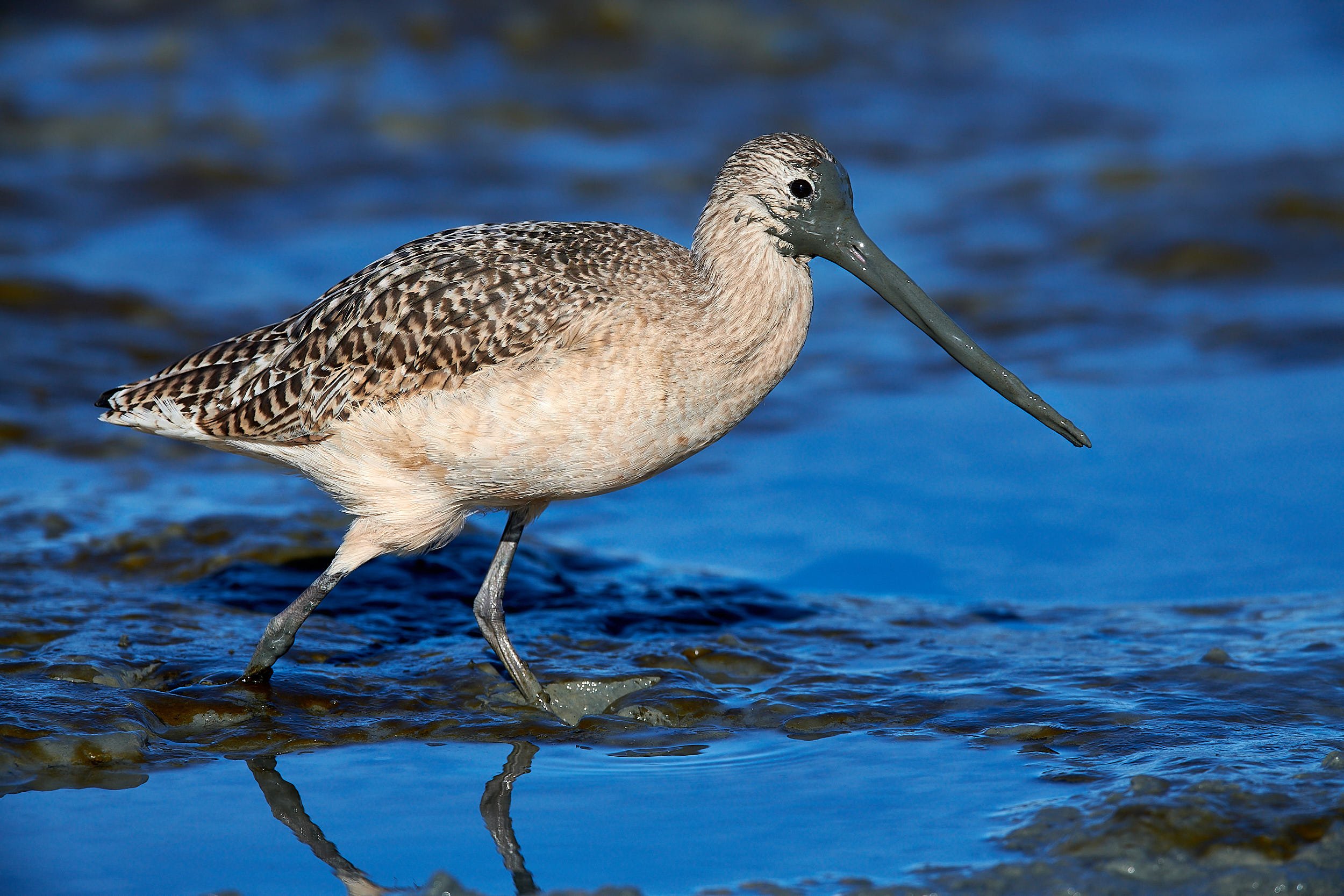 Marbled Godwit