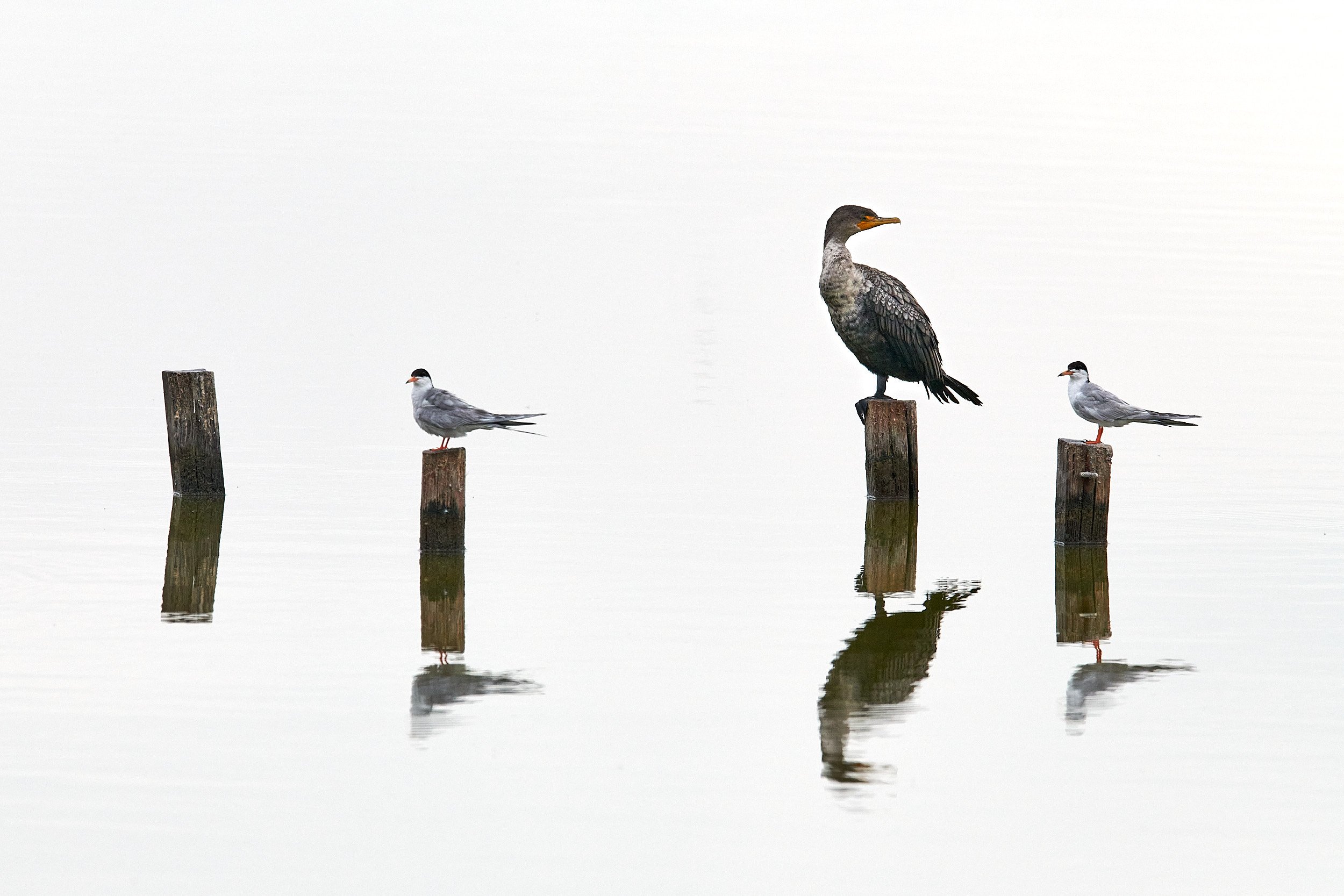 Double-crested Cormorant & terns