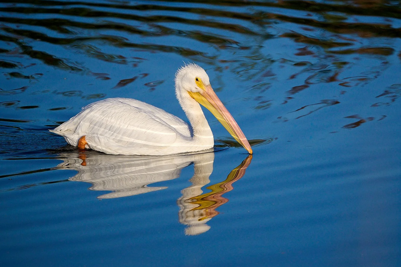 American White Pelican