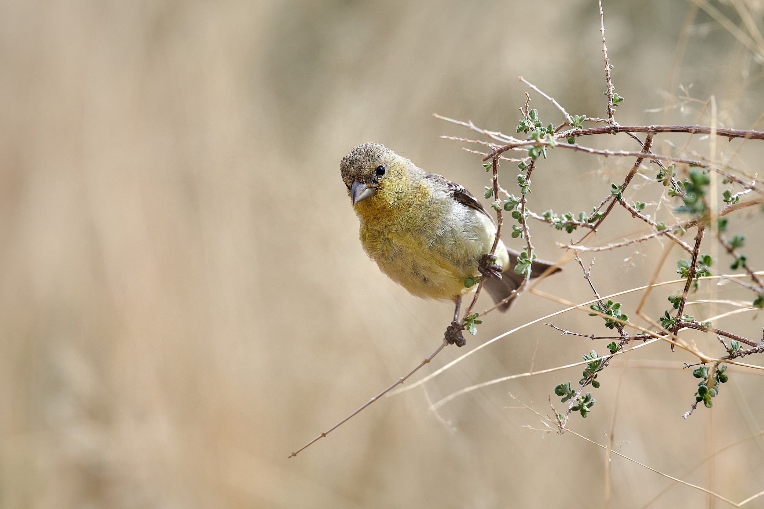 Lesser Goldfinch