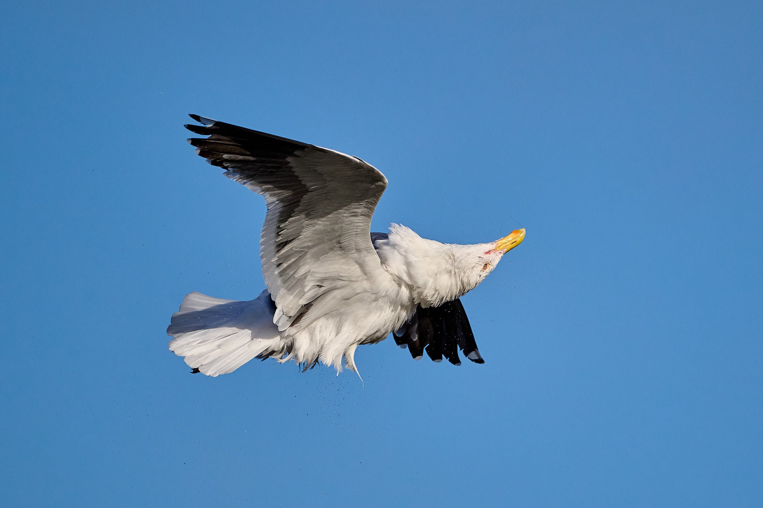 Western Gull