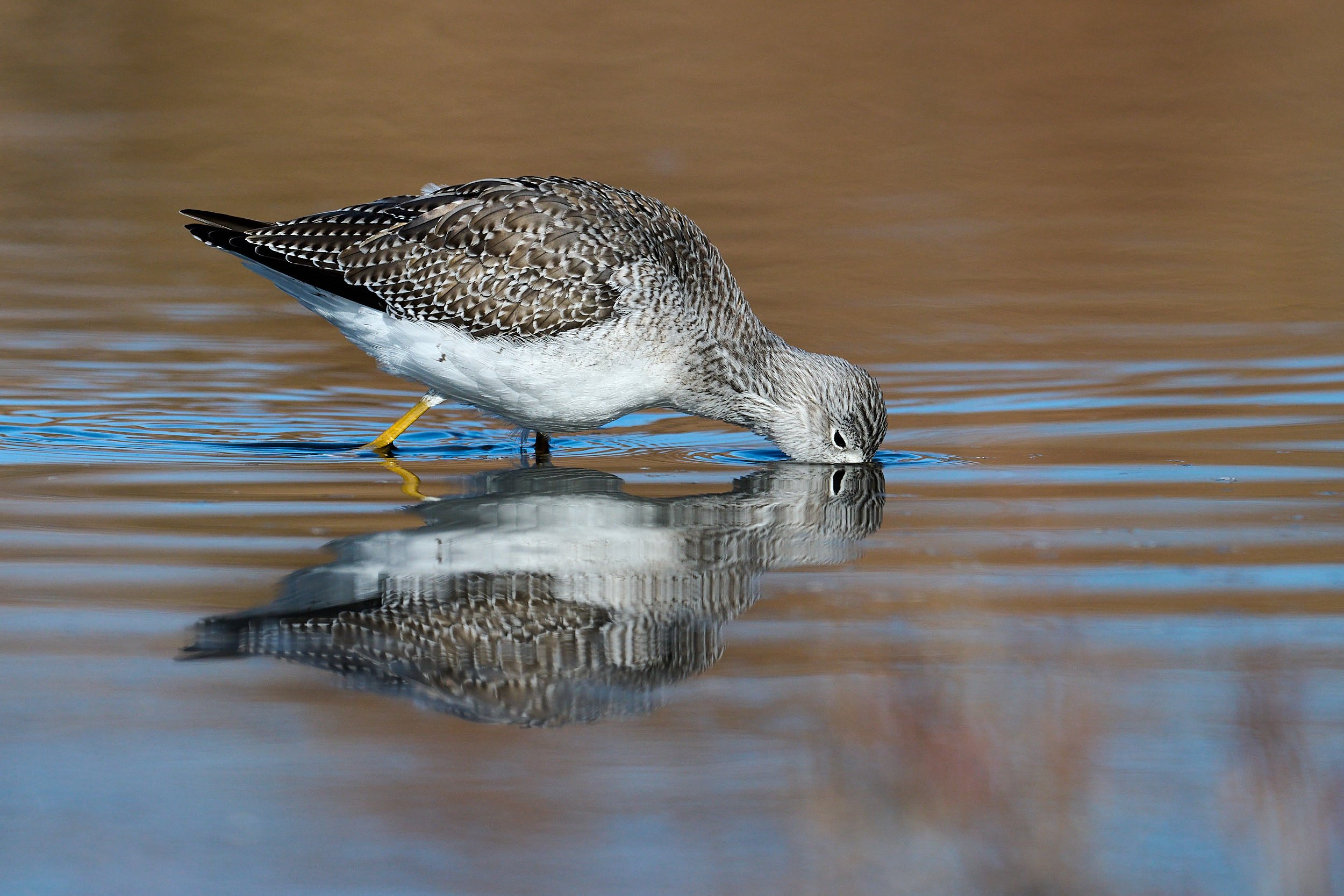 Lesser Yellowlegs