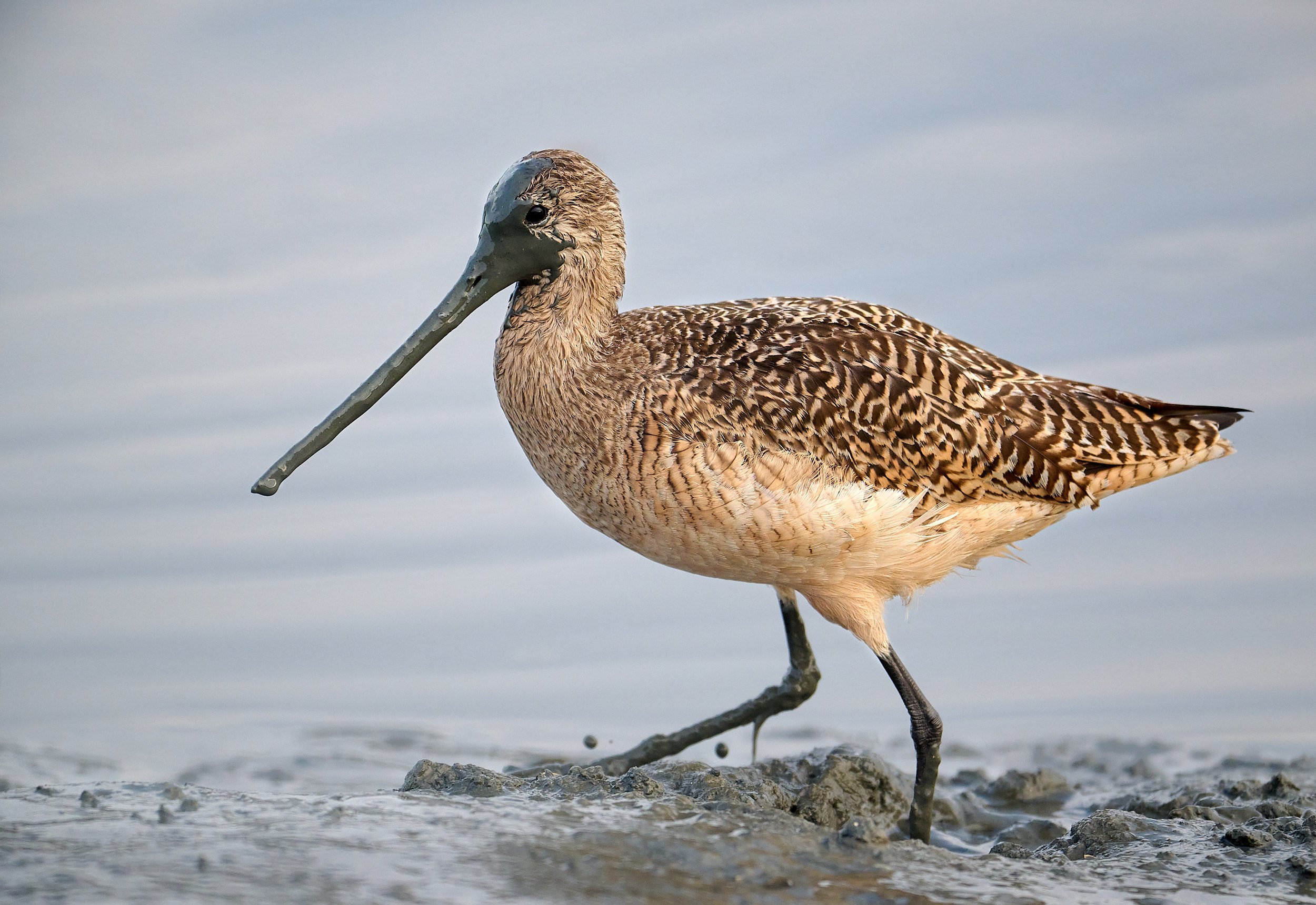 Marbled Godwit