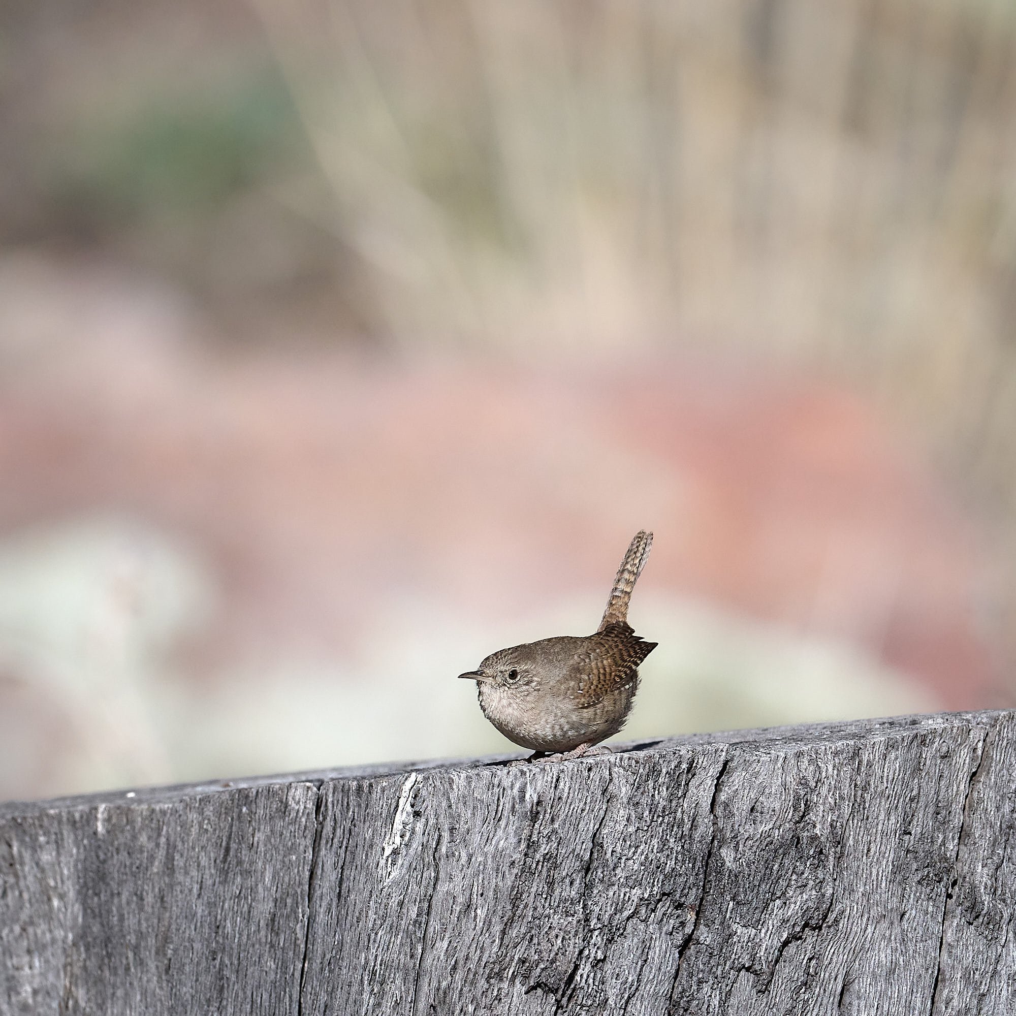 House Wren