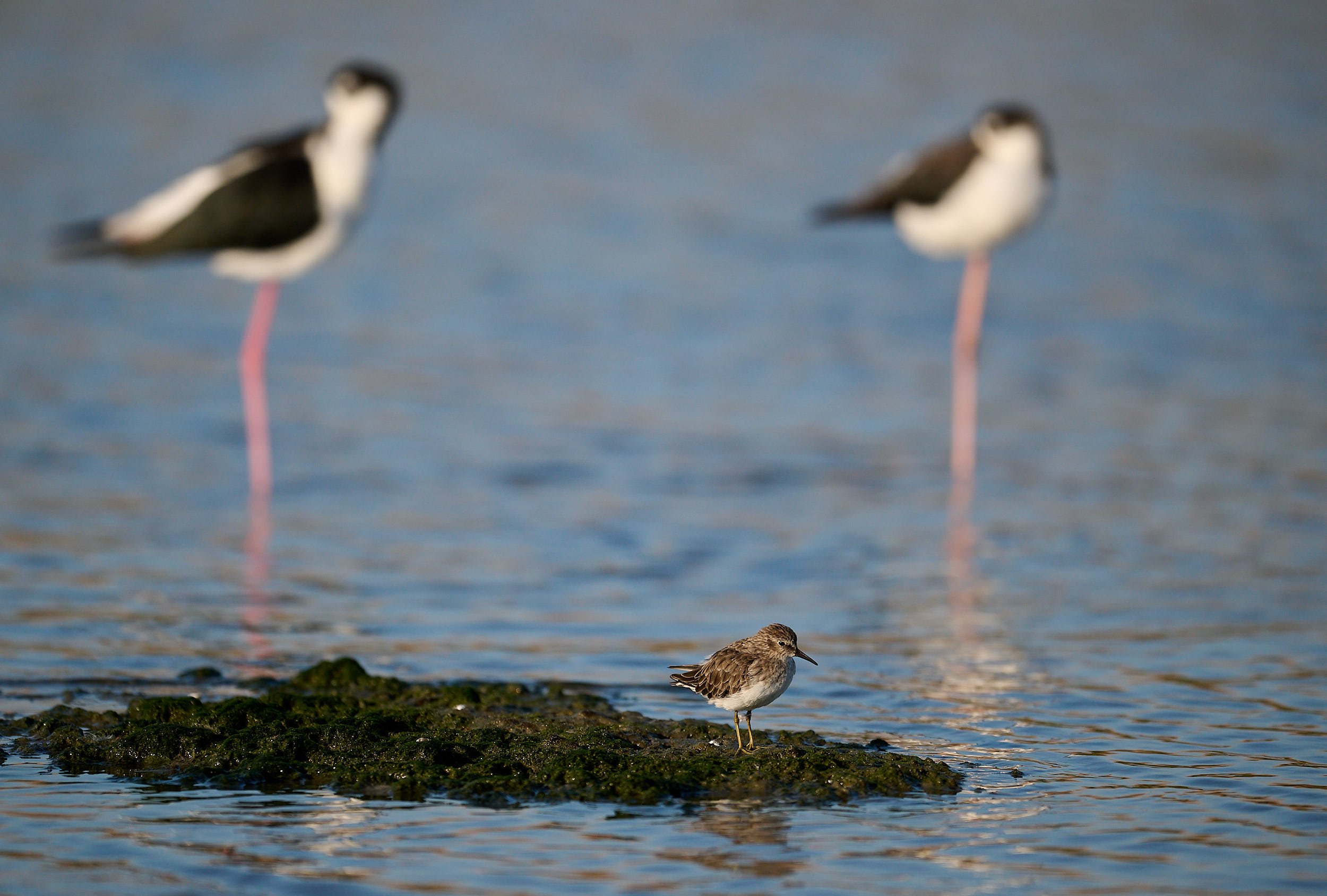 Western Sandpiper