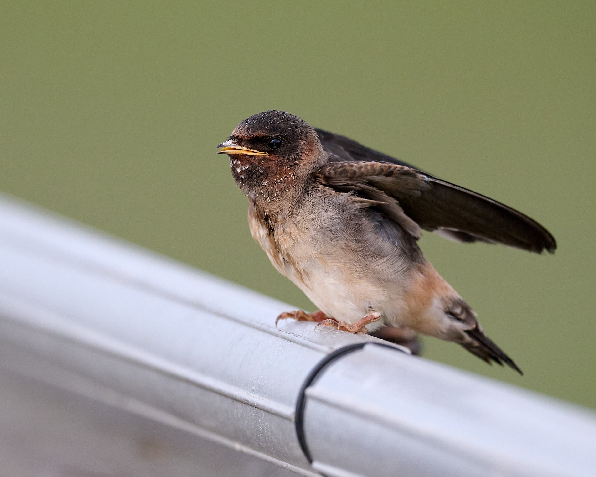 Cliff Swallow
