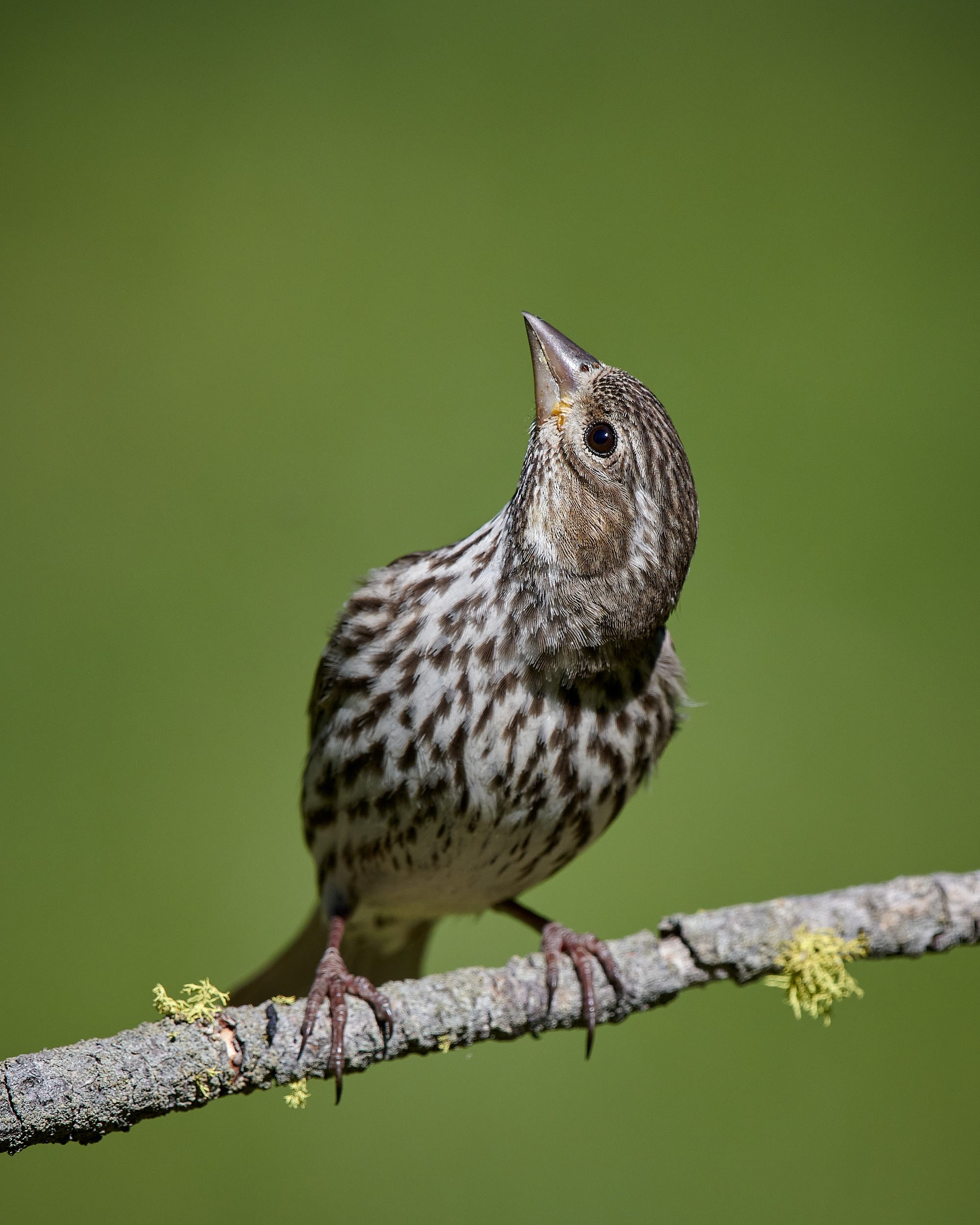 Purple Finch