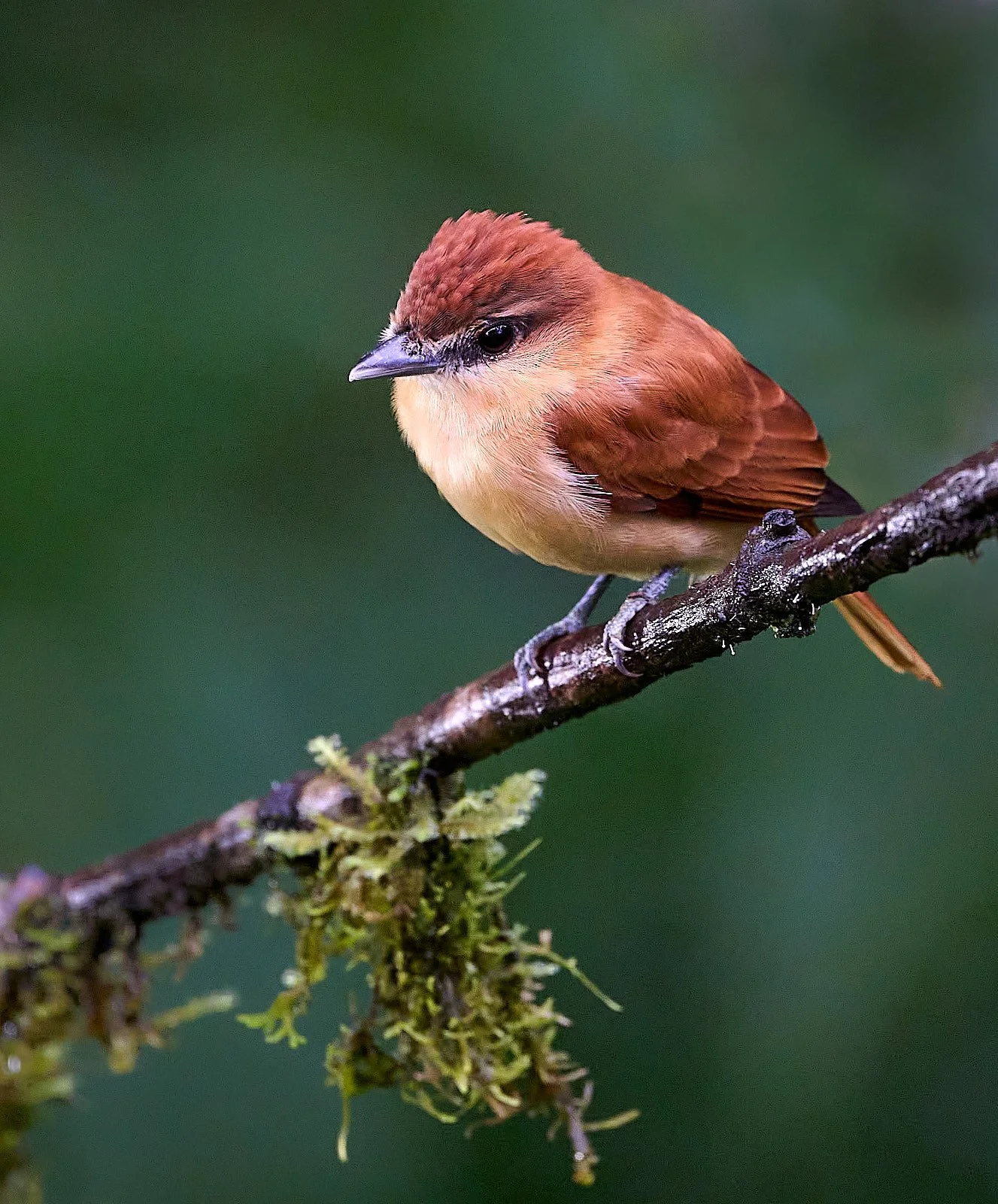 Cinnamon Beard