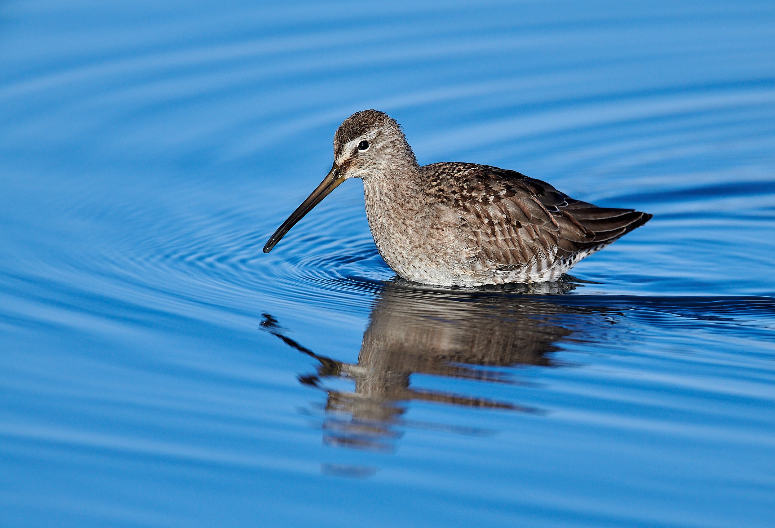 Long-billed Dowitcher