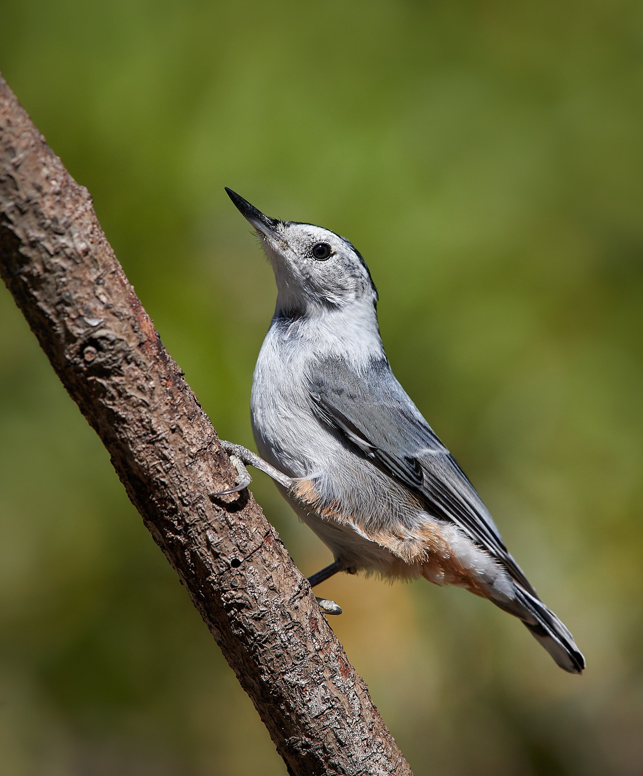 White-breasted Nuthatch