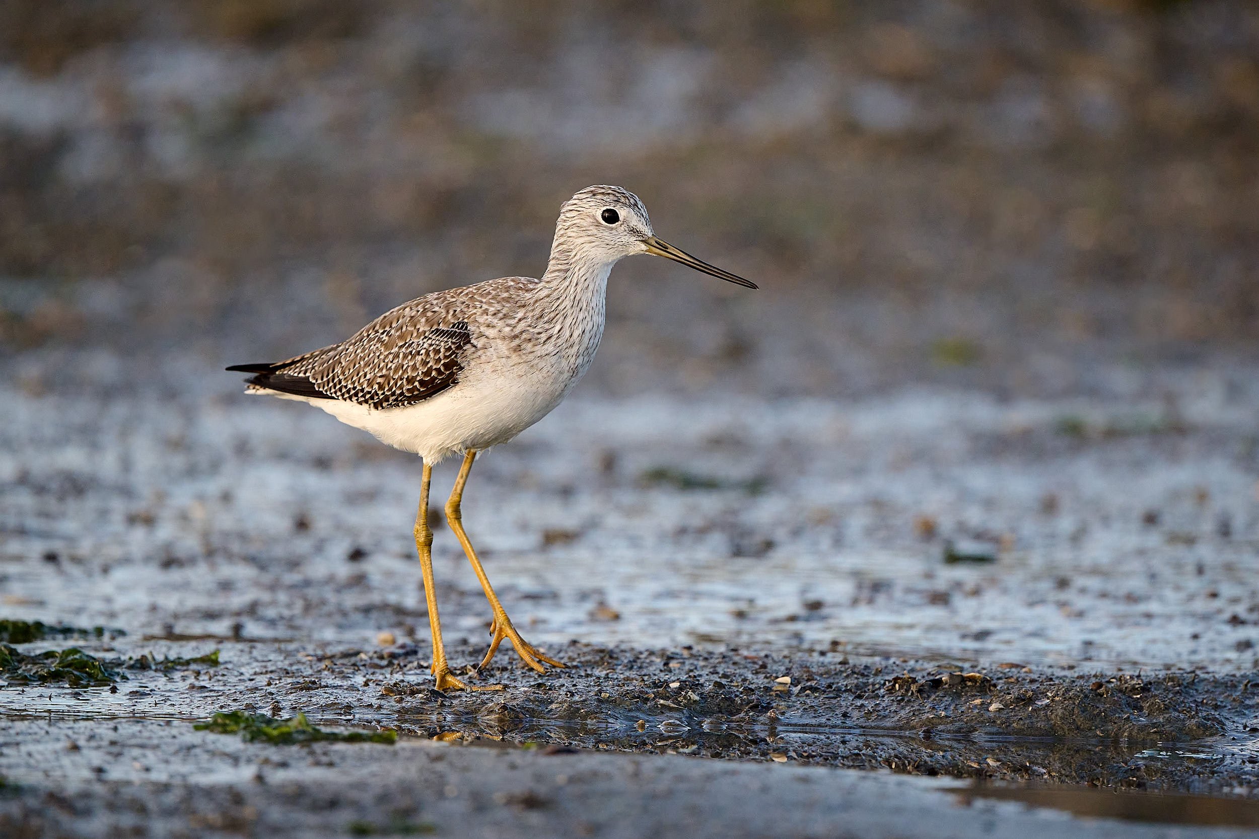 Greater Yellowlegs