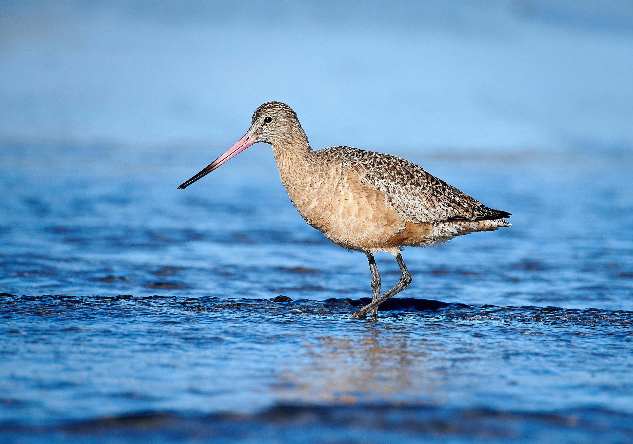 Marbled Godwit