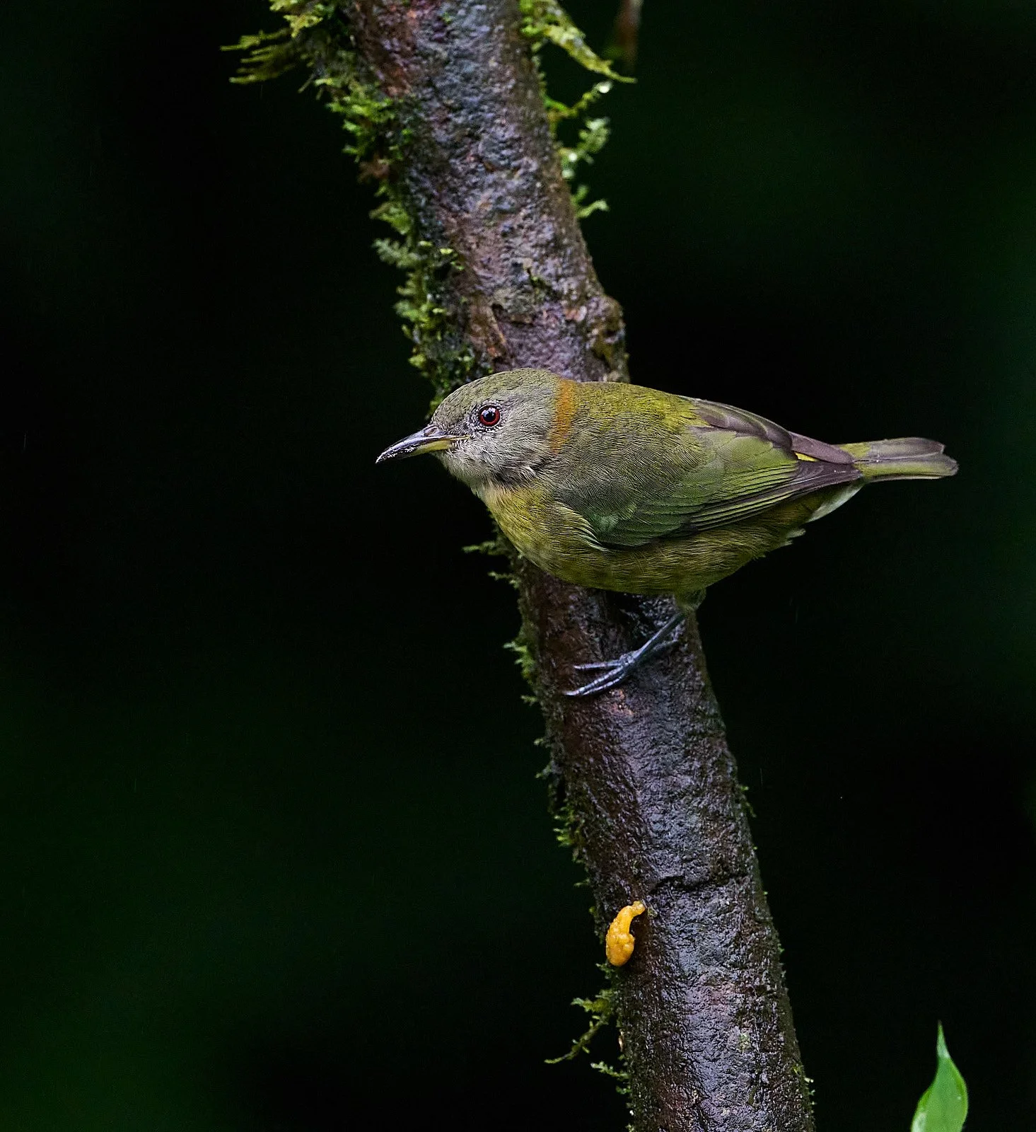 Golden-collared Honeycreeper
