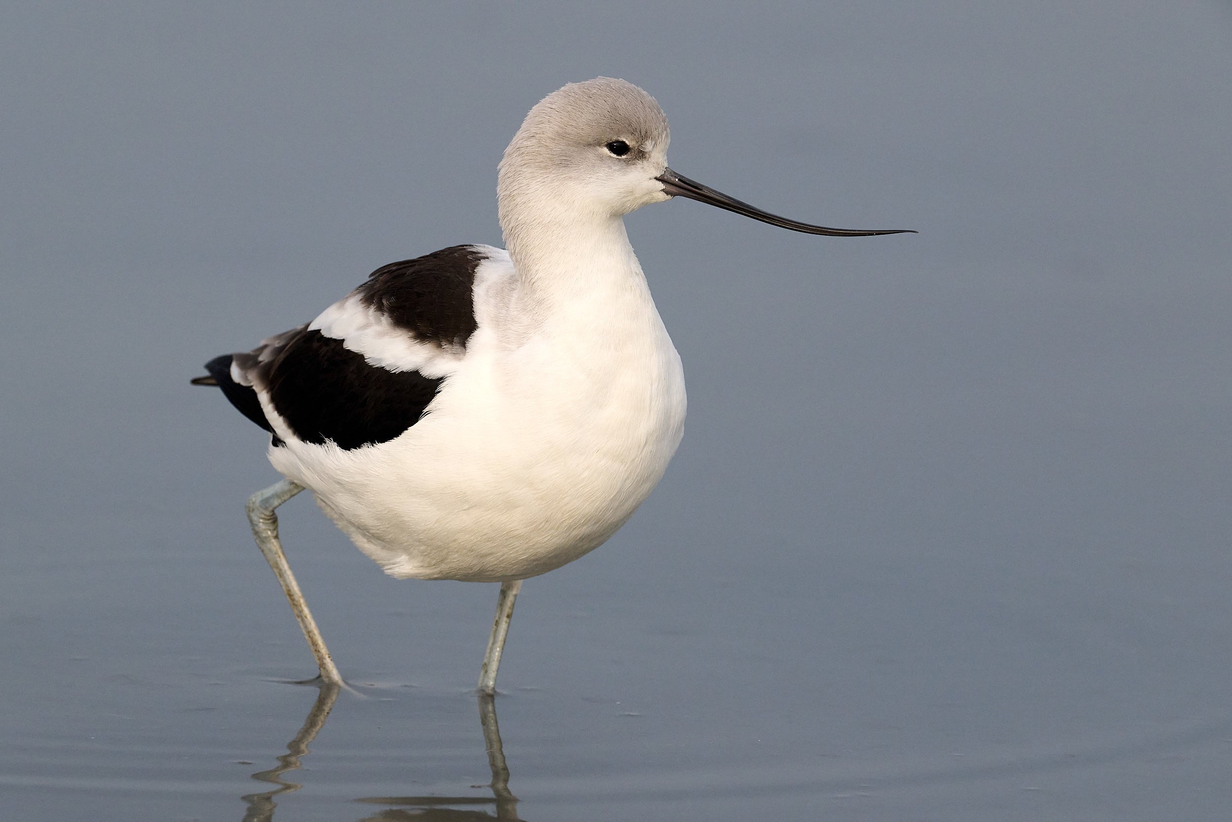 Avocet