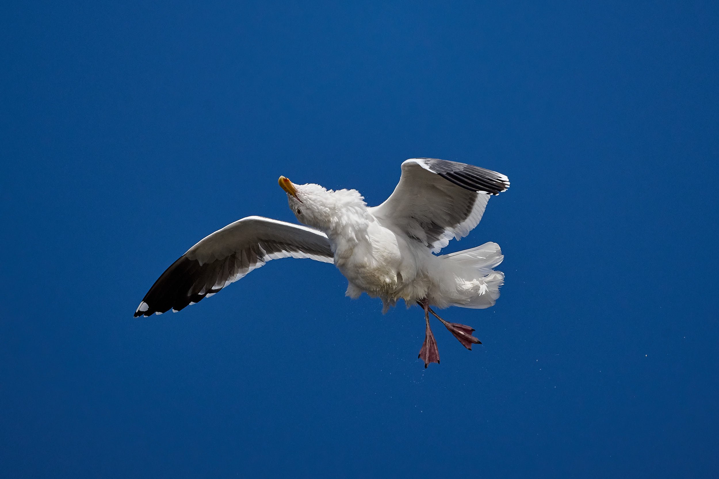 Western Gull