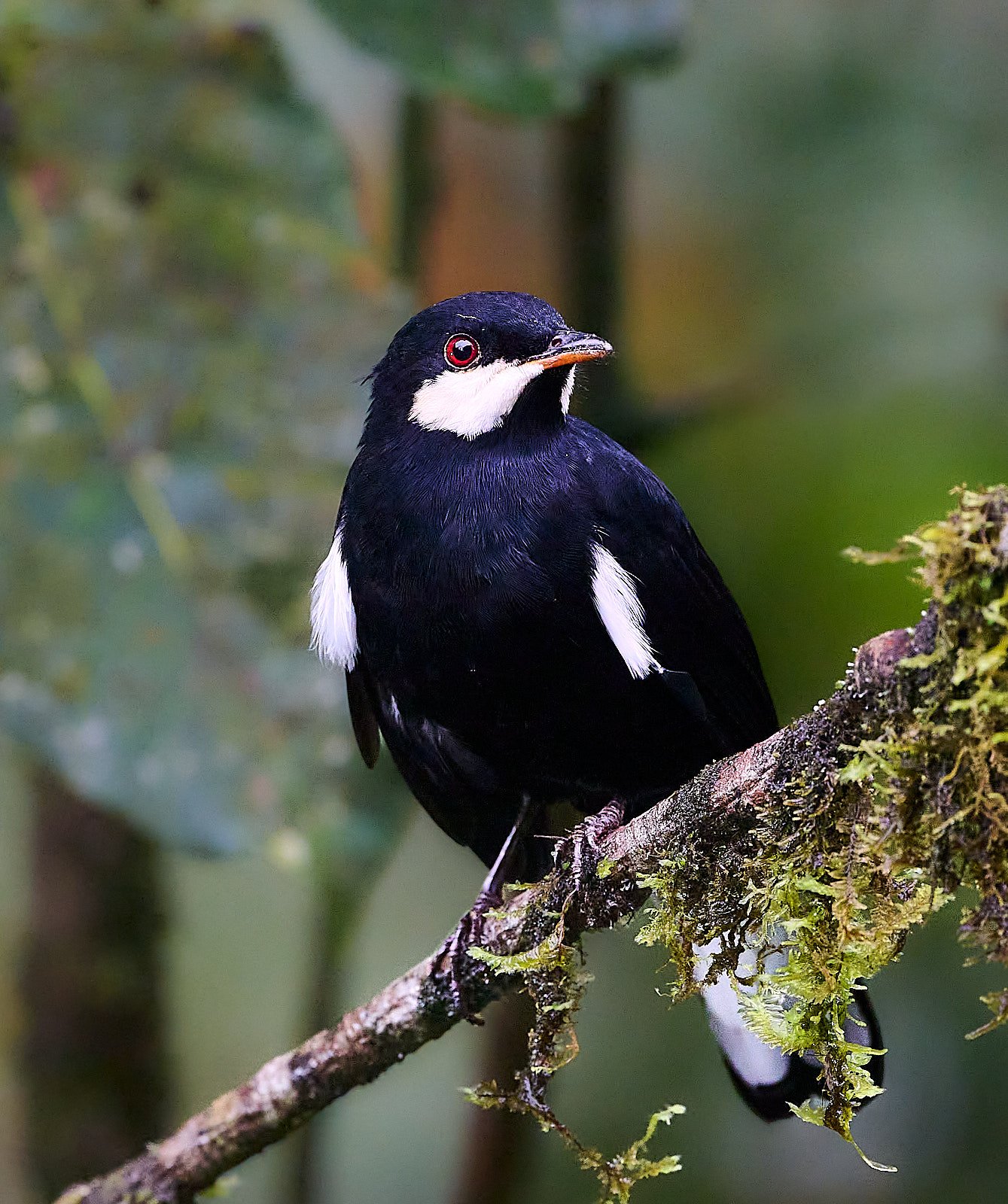 Black Solitaire