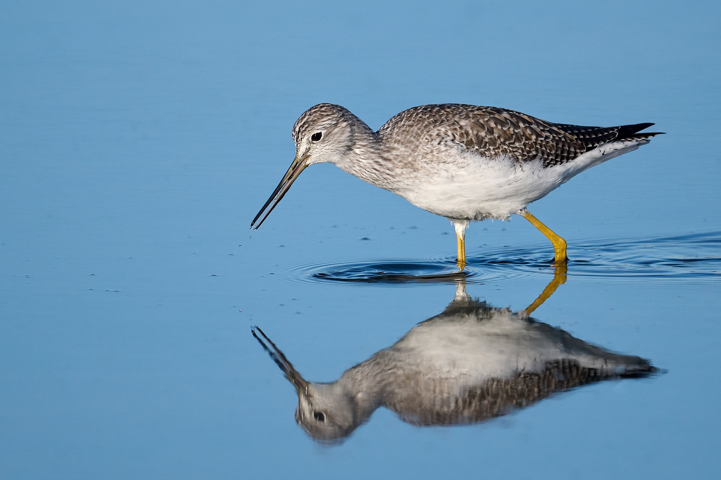 Lesser Yellowlegs