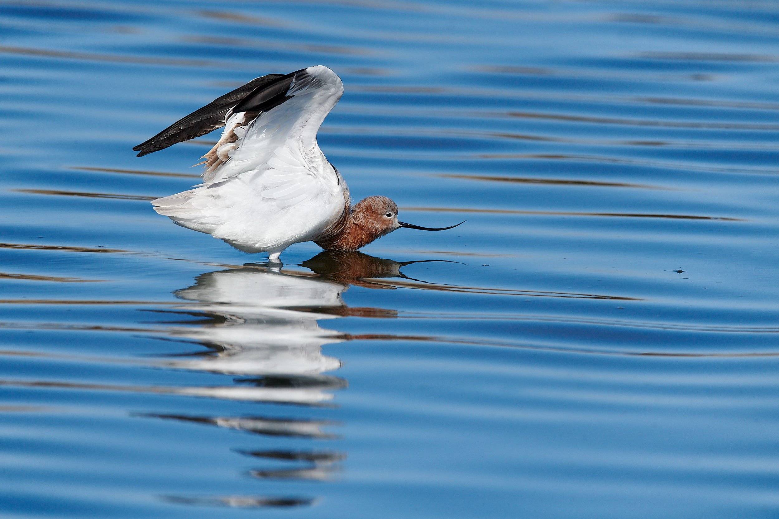 Avocet