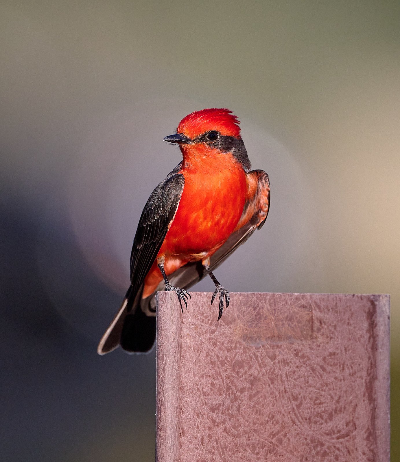 Vermillion Flycatcher