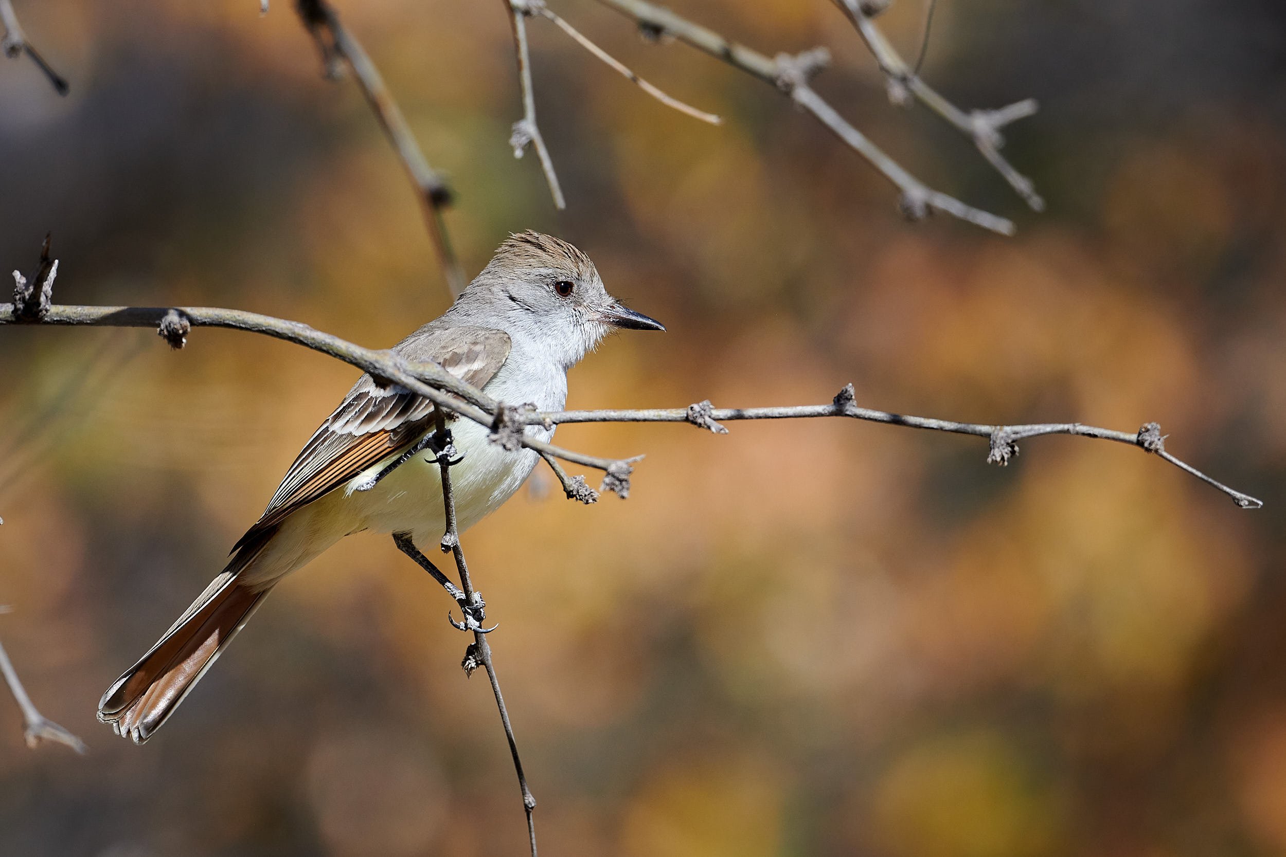 Ash-throated Flycatcher