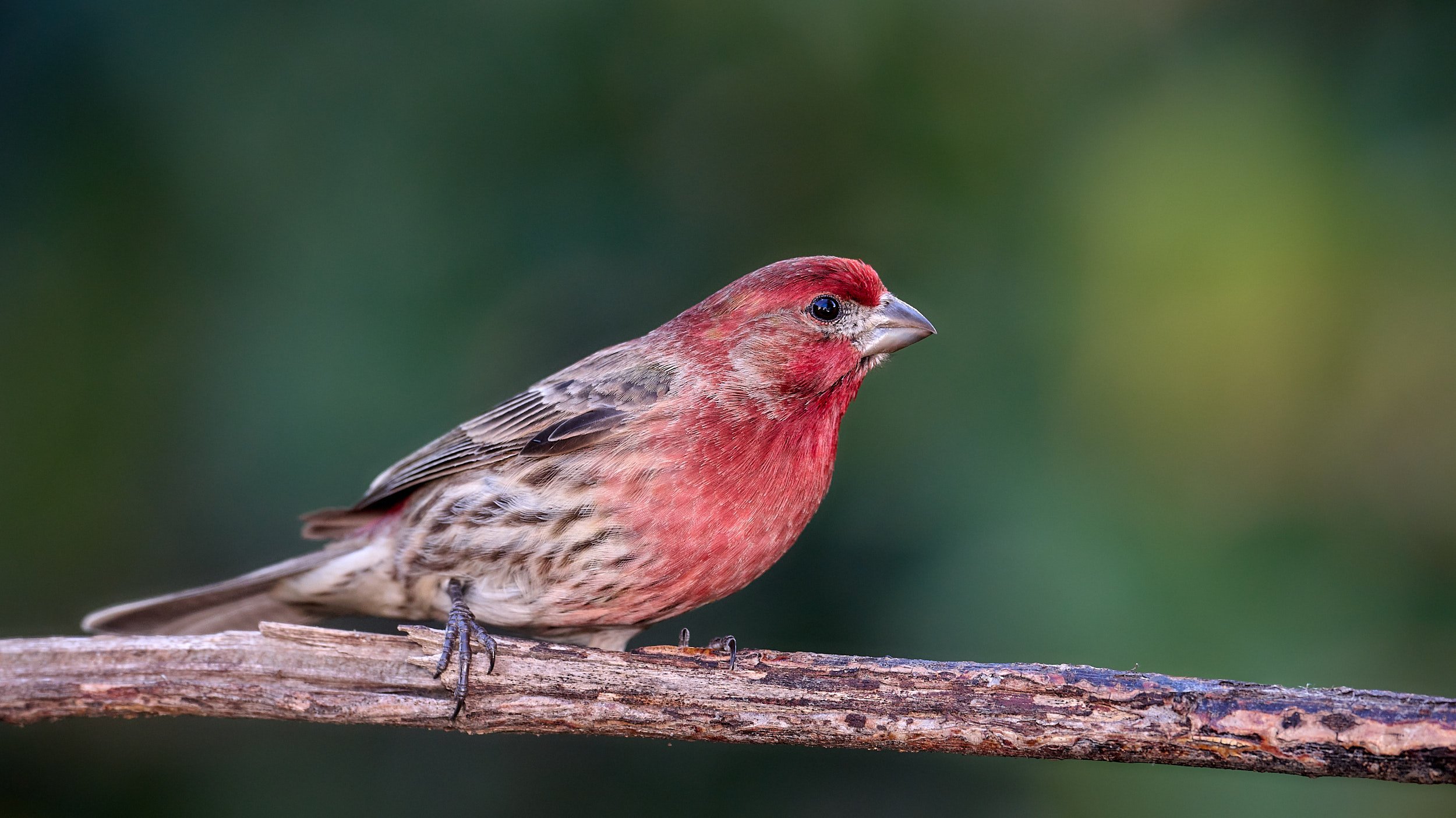 House Finch
