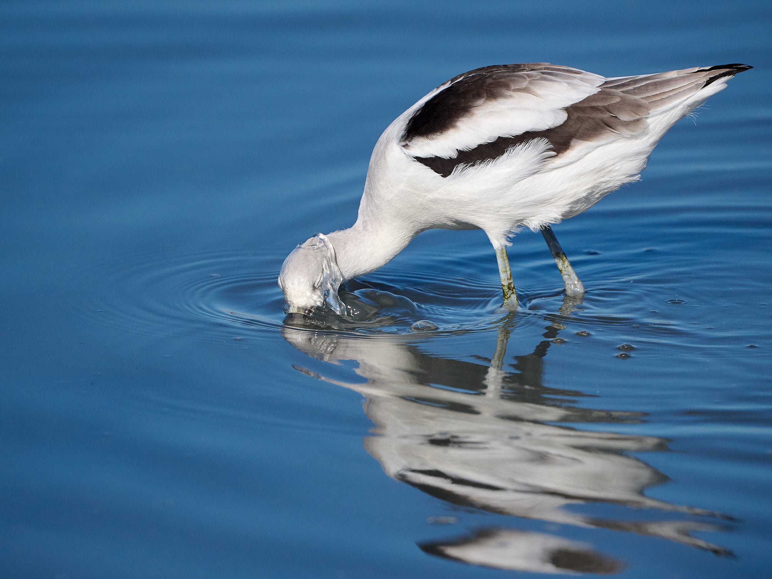 Avocet