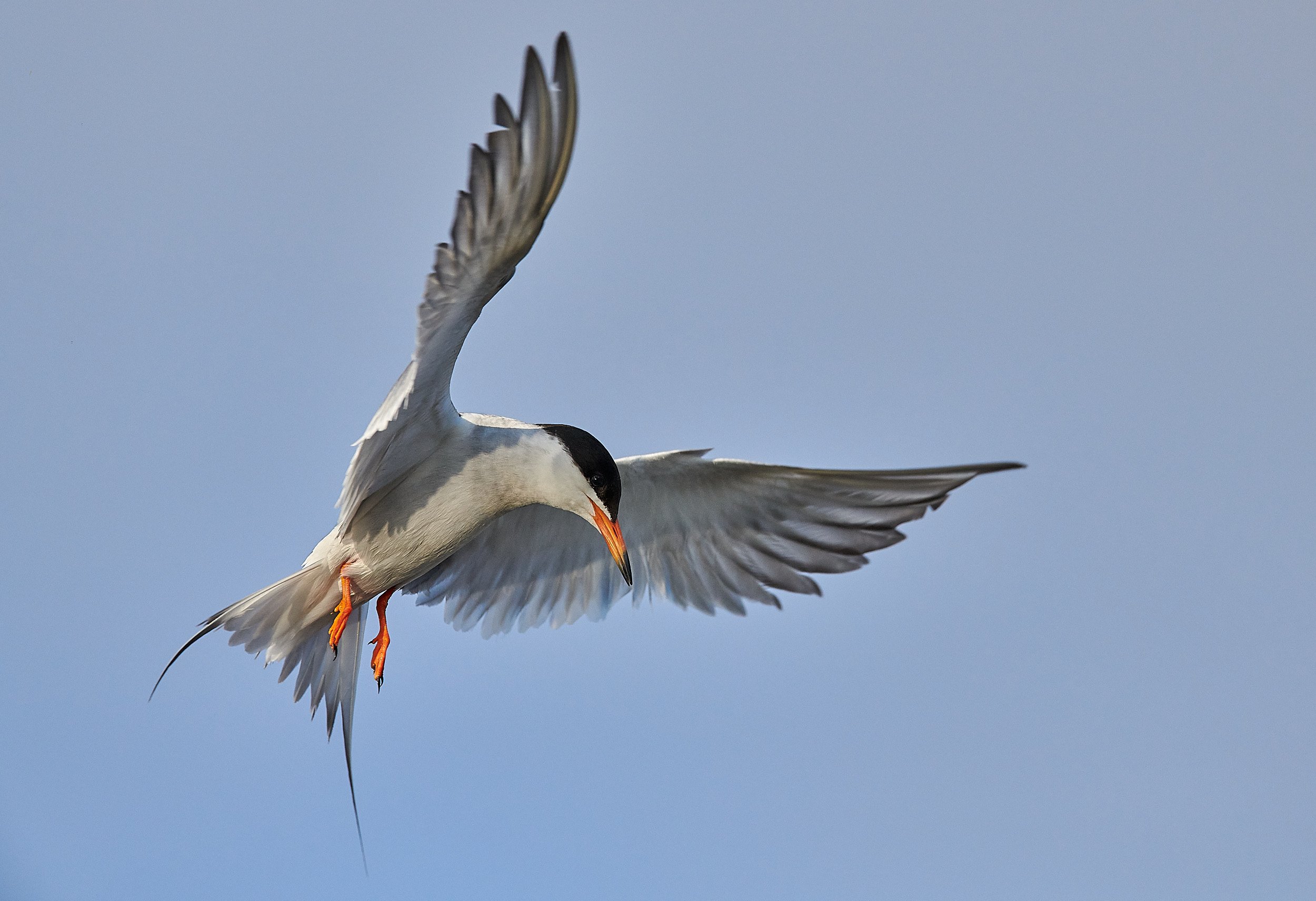 Foster's Tern