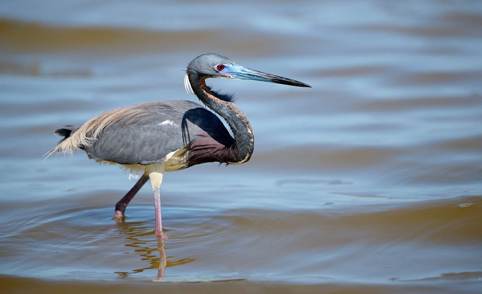 Tricolored Heron