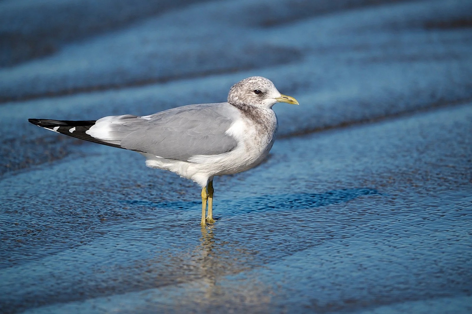 Short-billed Gull