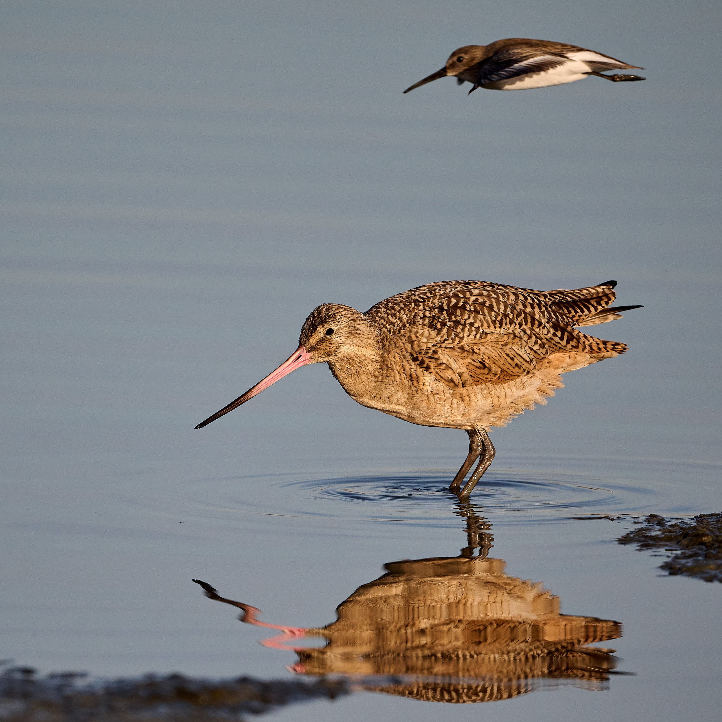 Marbled Godwit