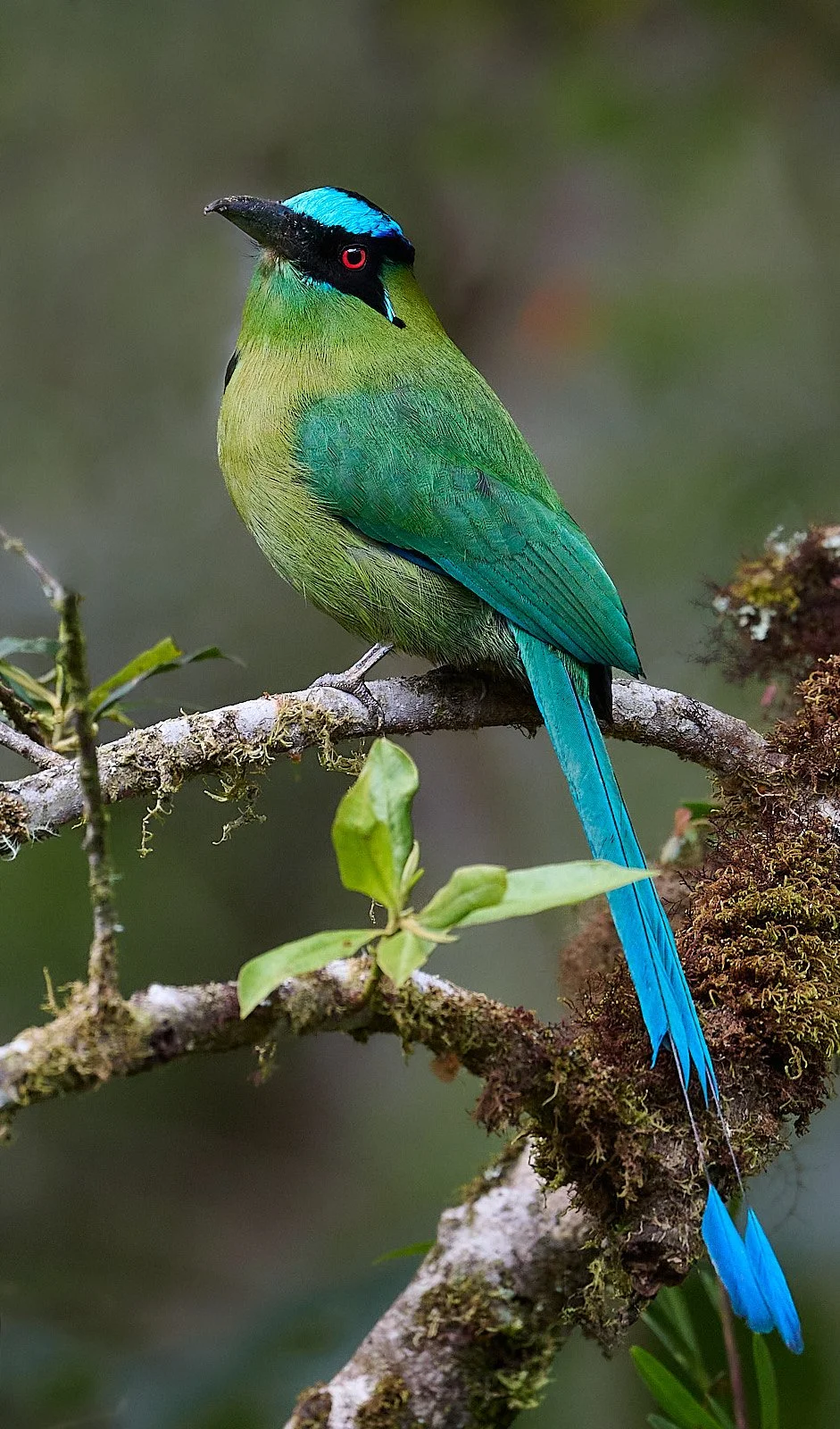 Andean Motmot