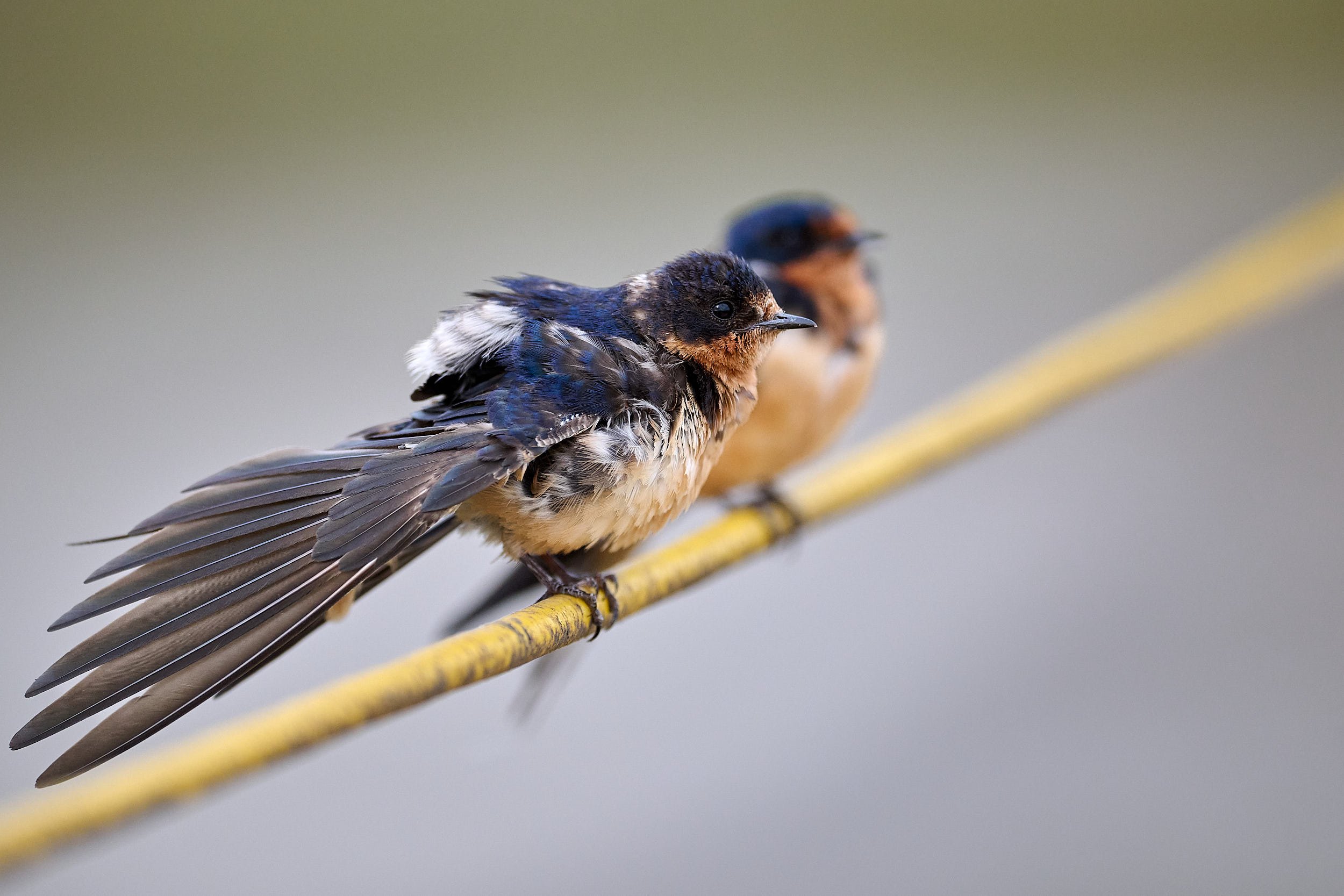Barn Swallow