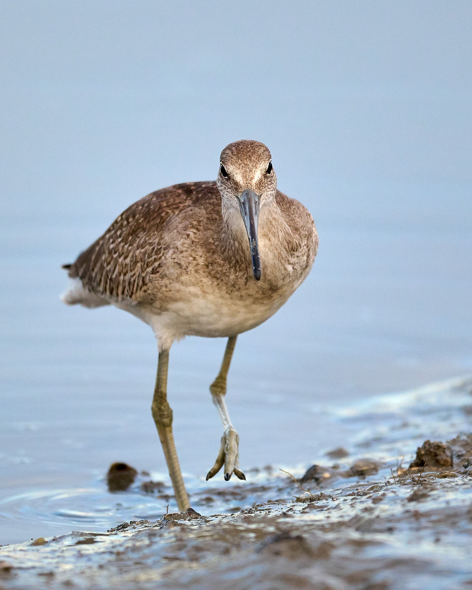 Willet