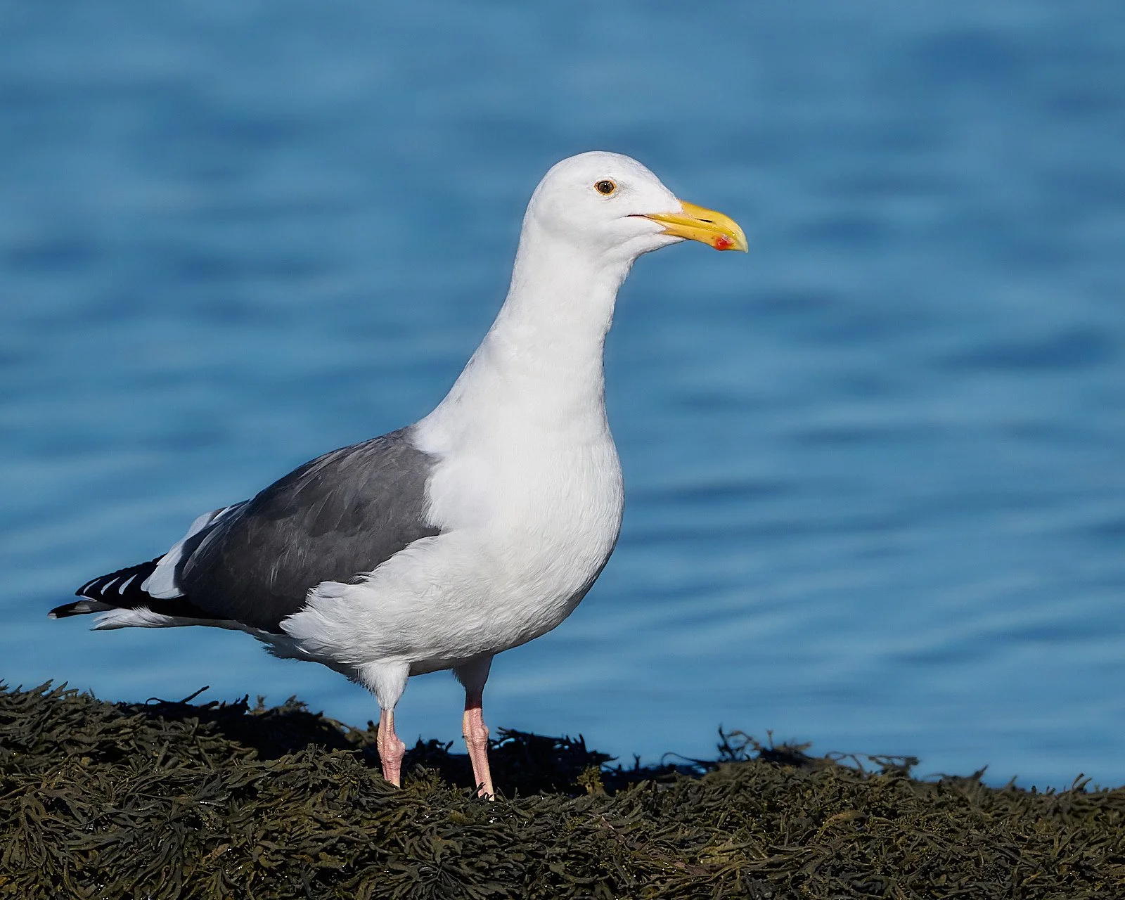 Western Gull