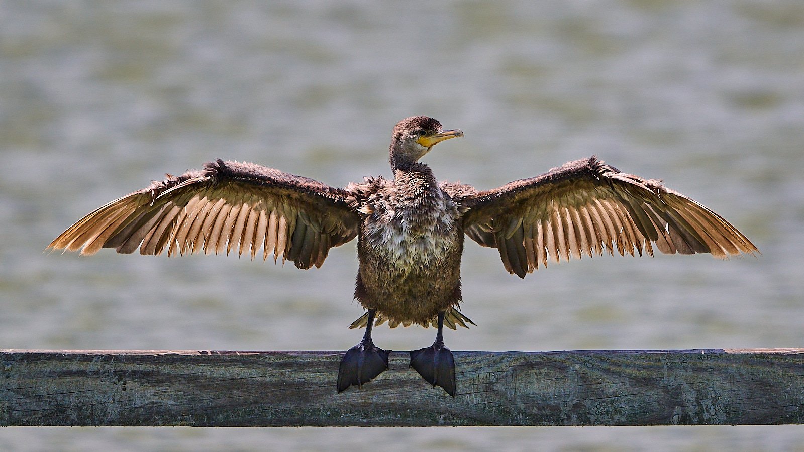 Neotropic Cormorant