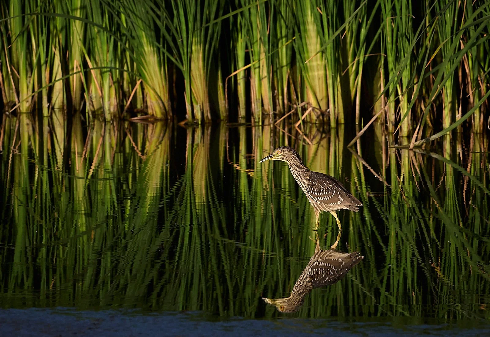 Black-crowned Nightheron, juvenile 