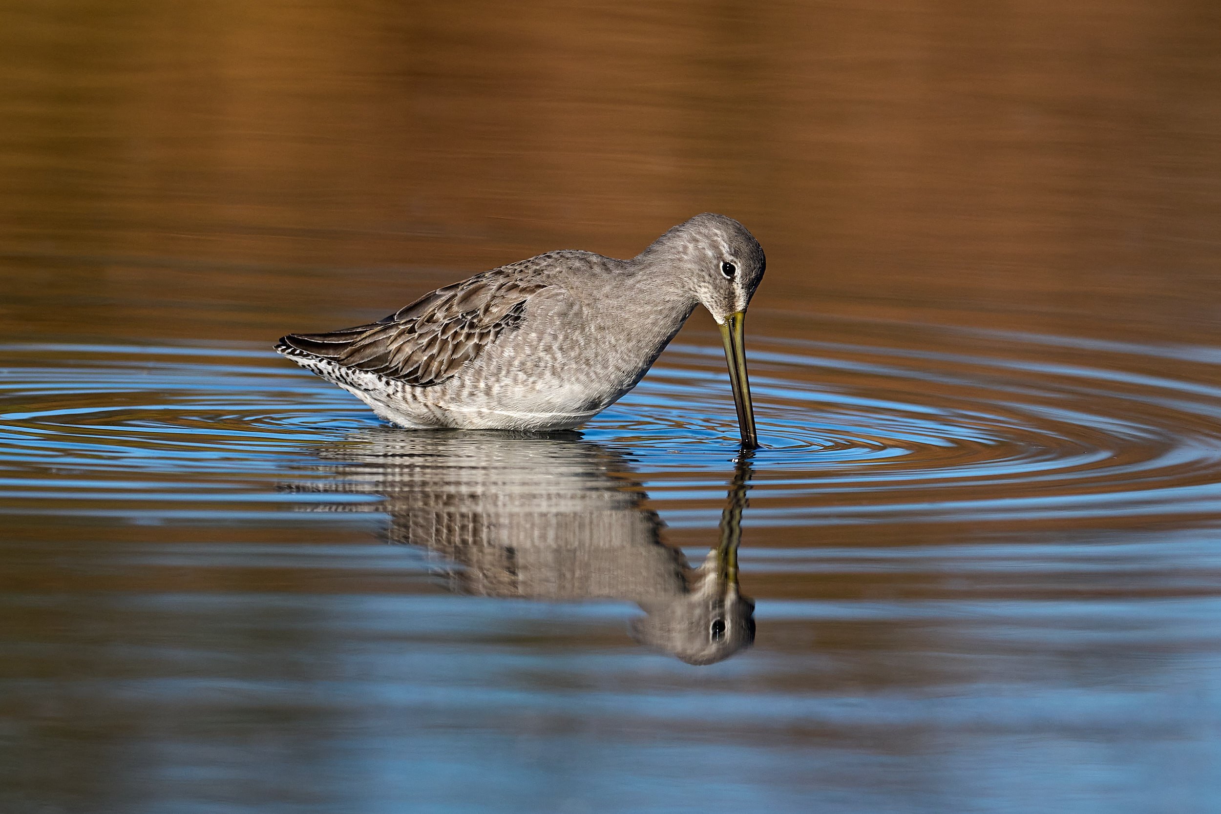 Long-billed Dowitcher