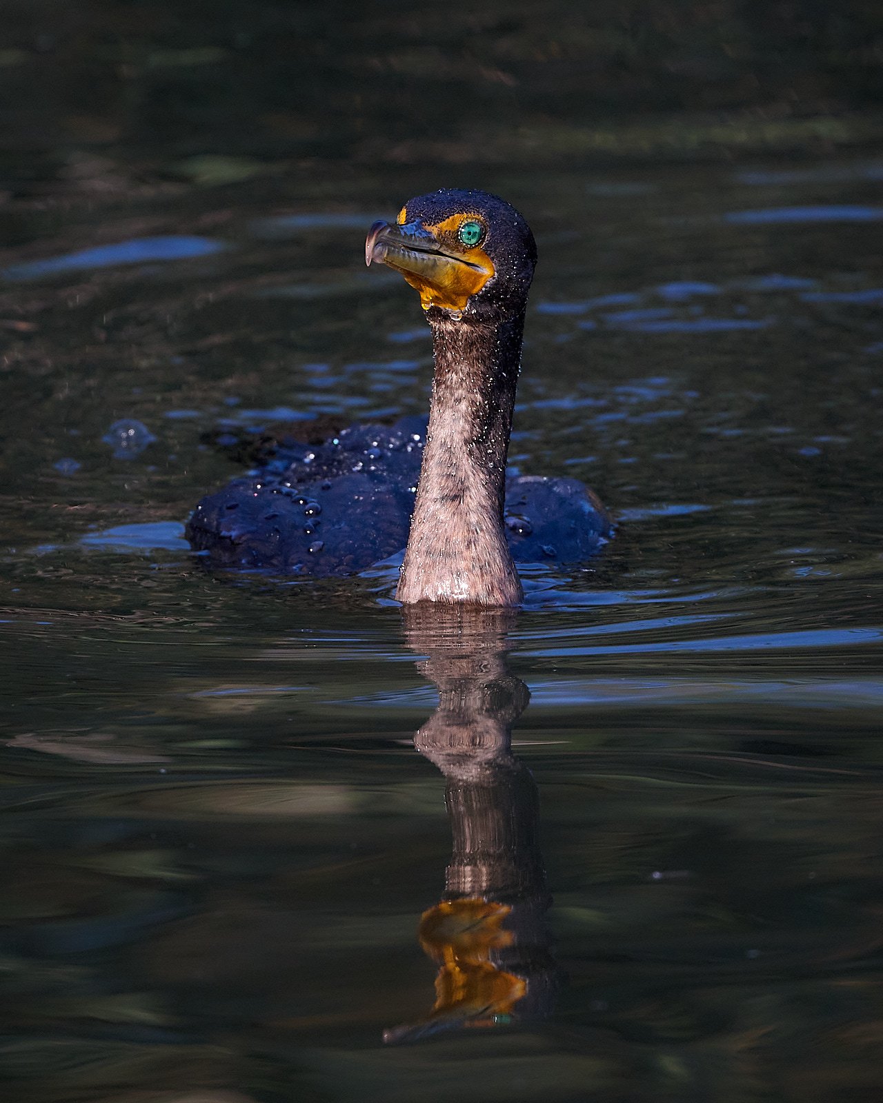 Double-crested Cormorant