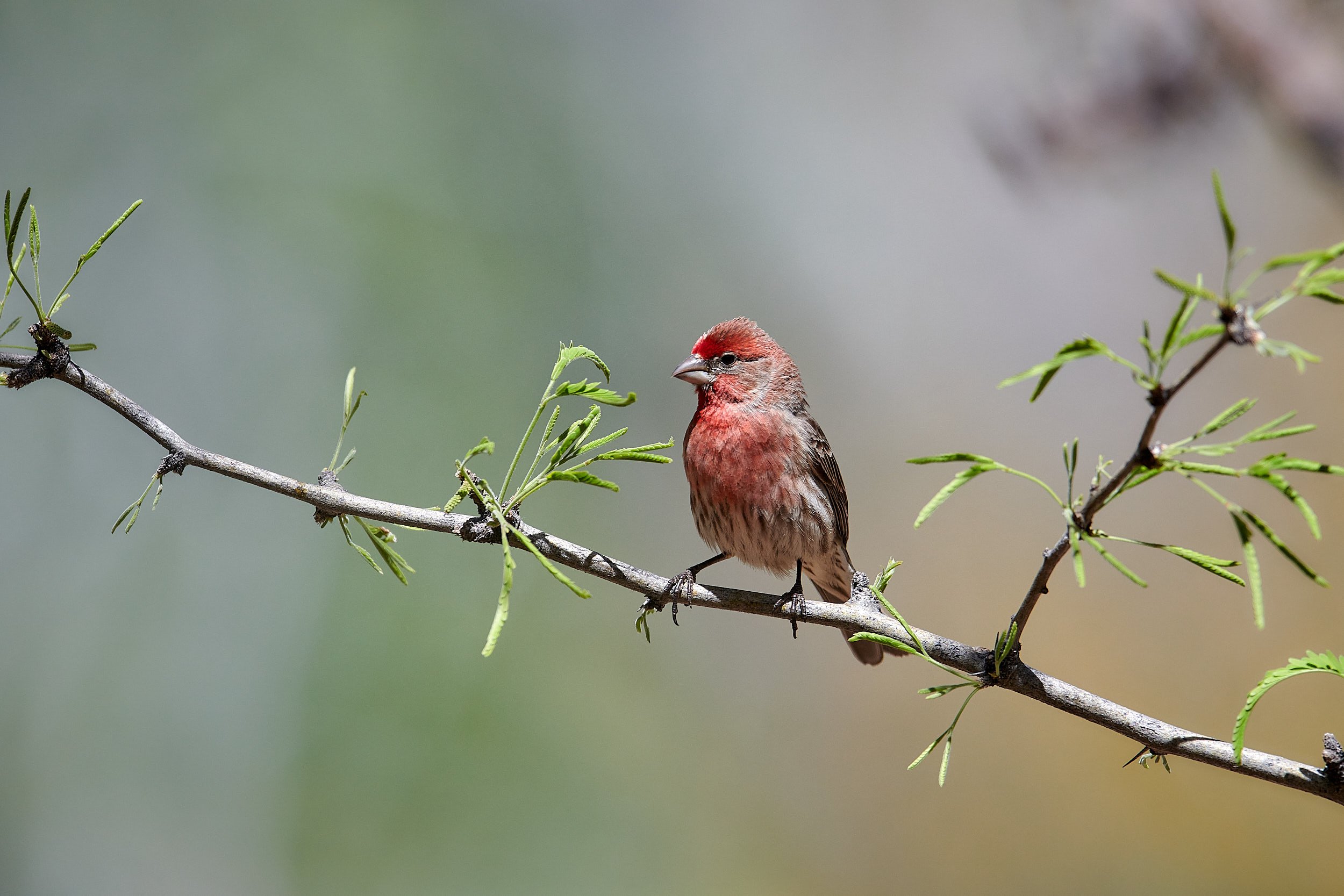 House Finch