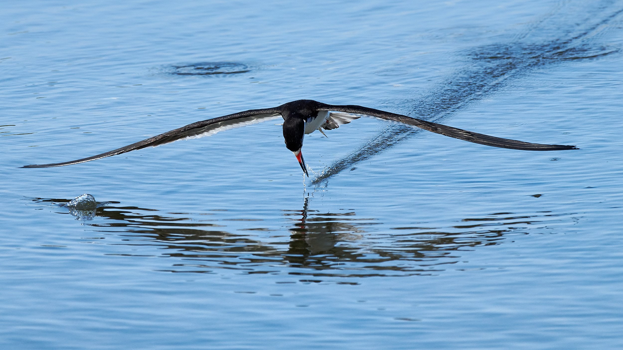 Black Skimmer