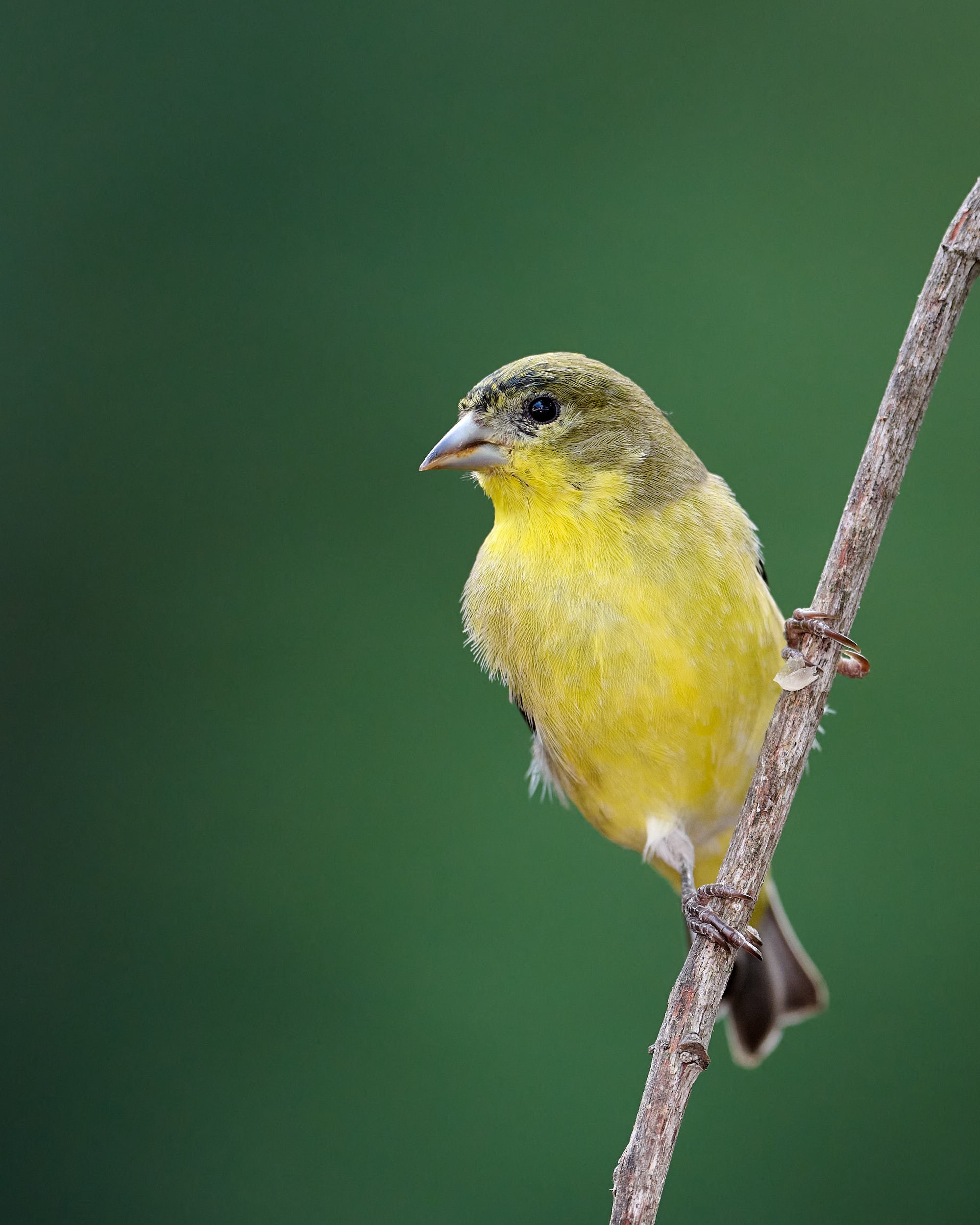 Lesser Goldfinch