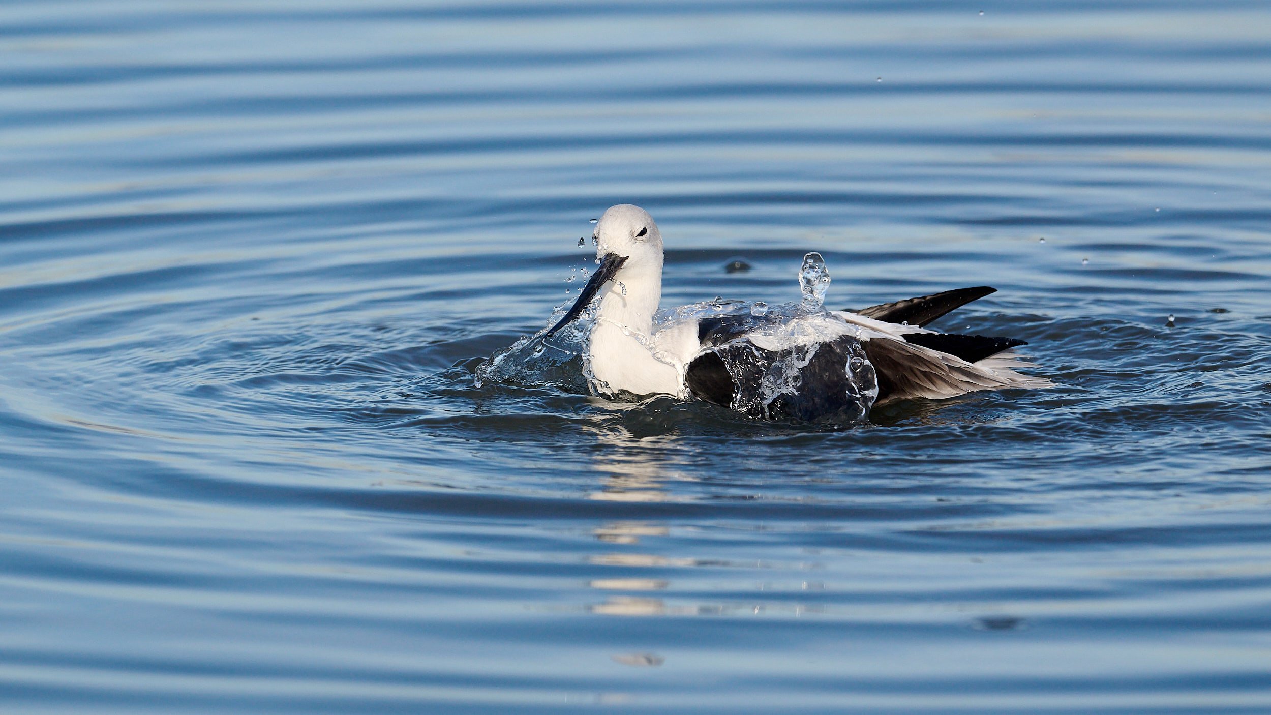 Avocet