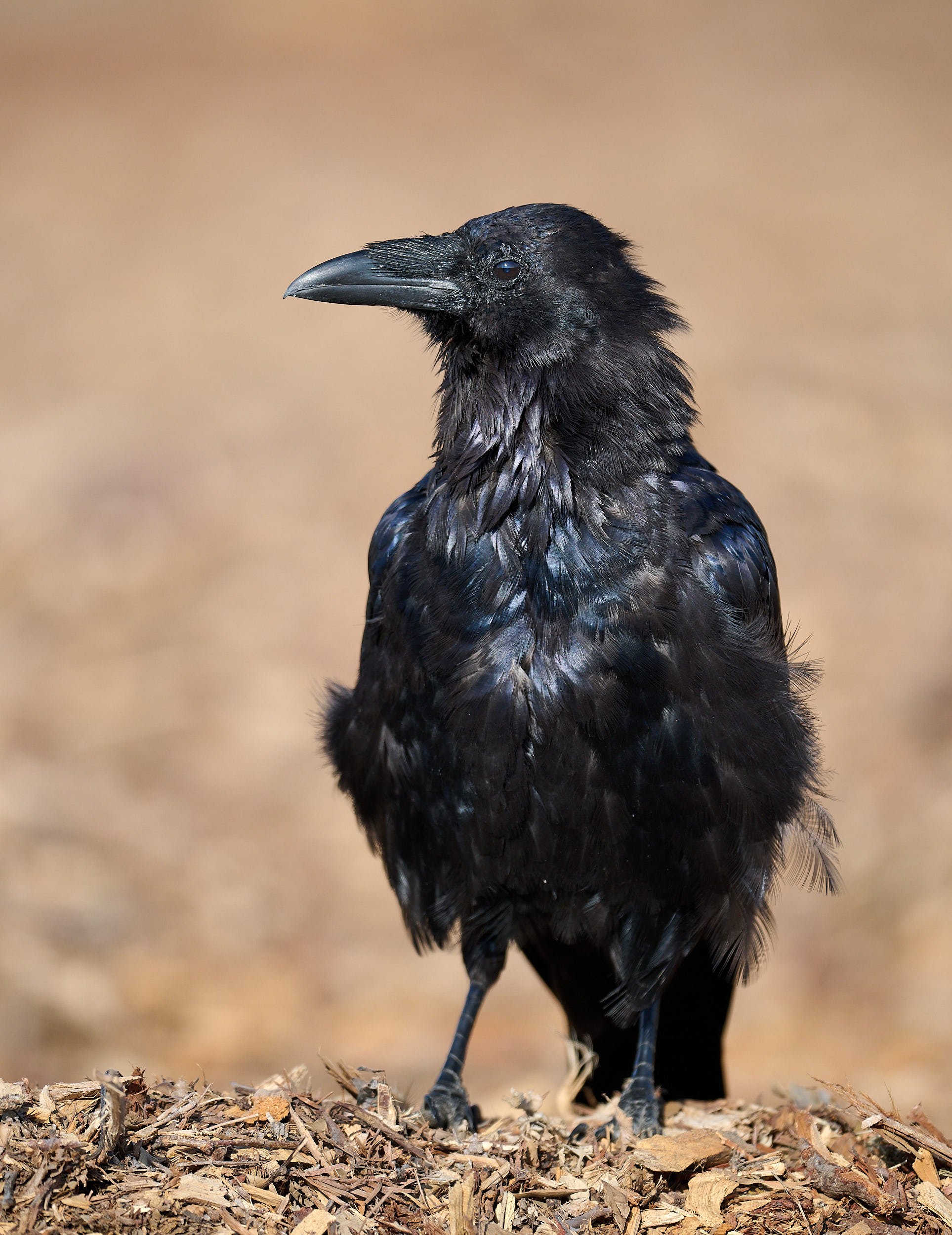 Common Raven