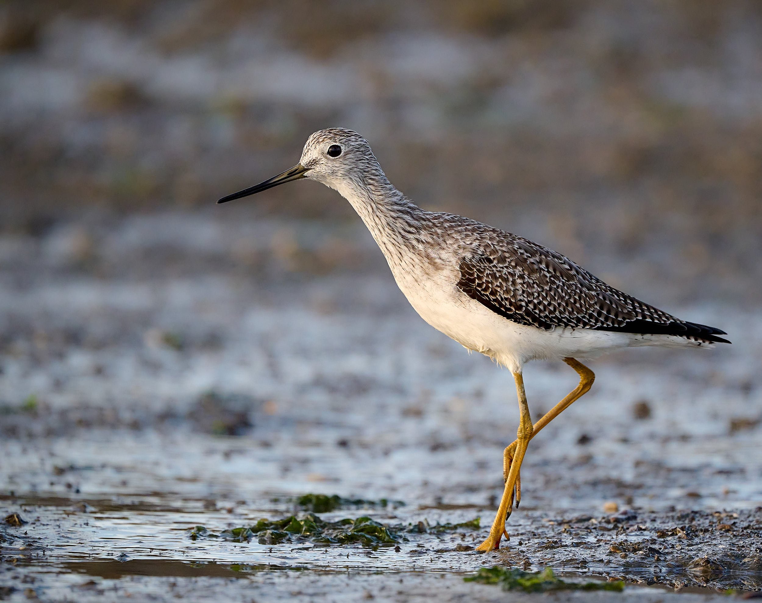 Greater Yellowlegs