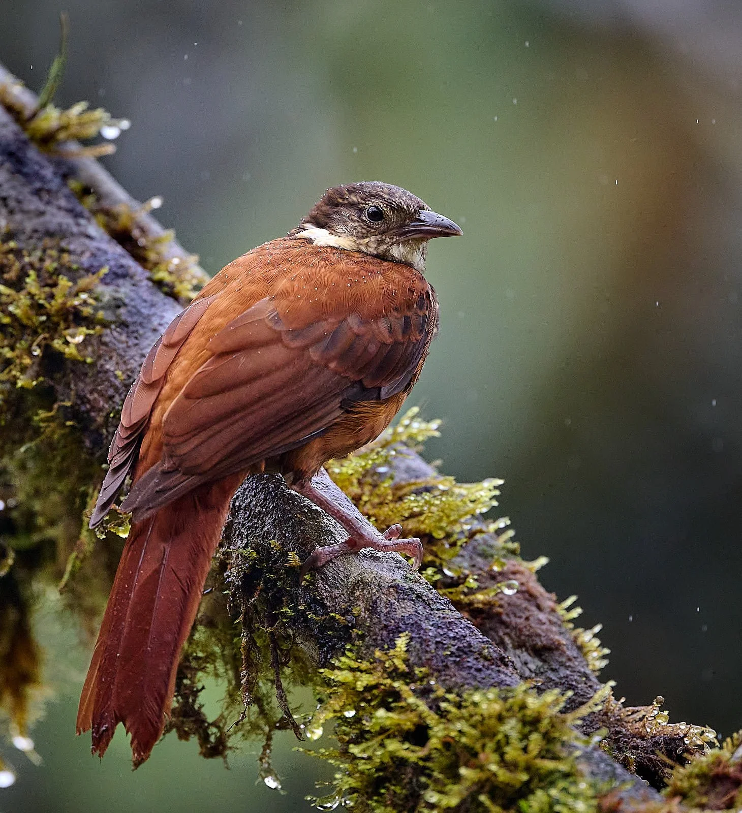 Scaly-throated Foliage-gleaner