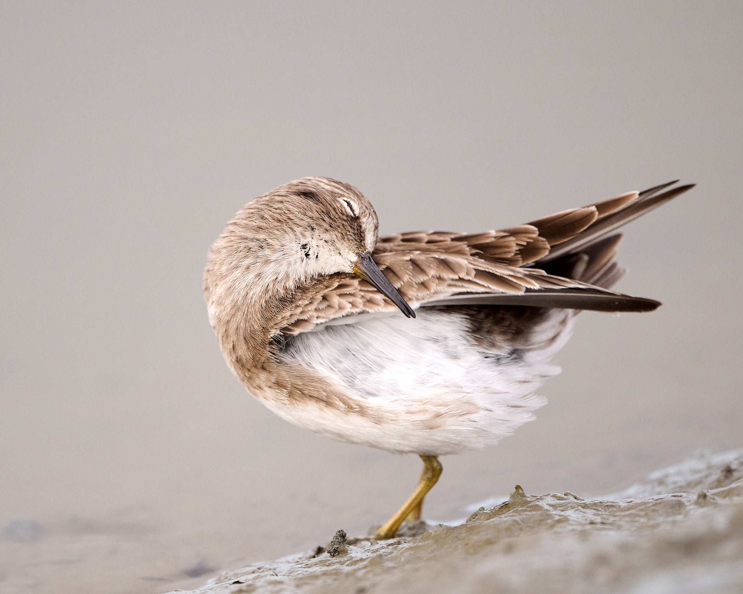 Least Sandpiper